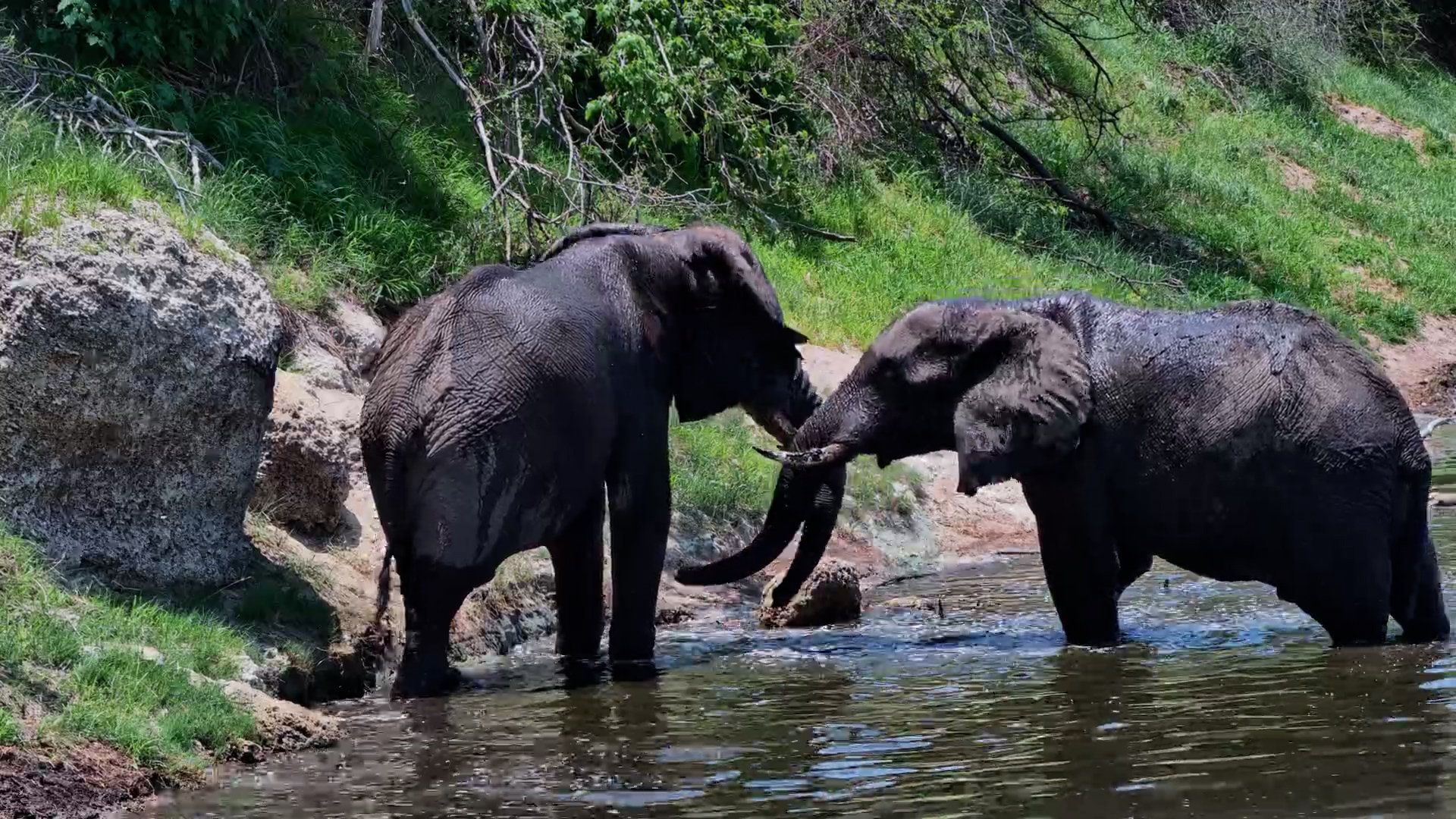 Dust, Splash & Play! Elephants Enjoy a Fun Day at Meno a Kwena