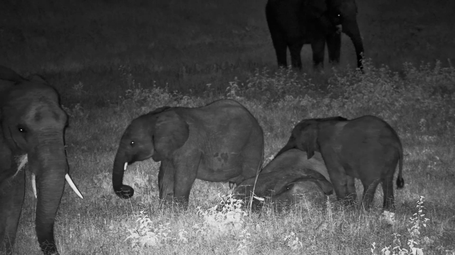Elephants Lying Down & Bonding