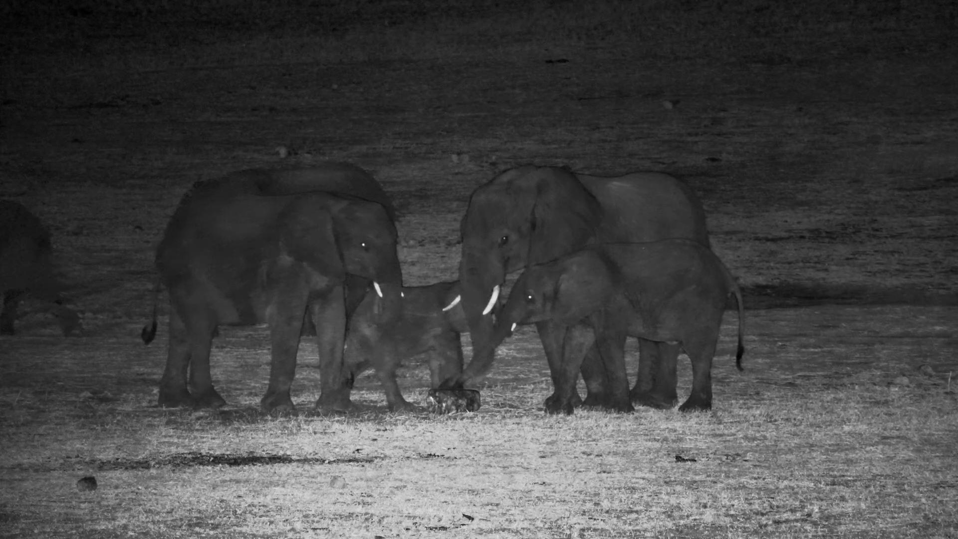 Elephants Gather at Hwange After Dark