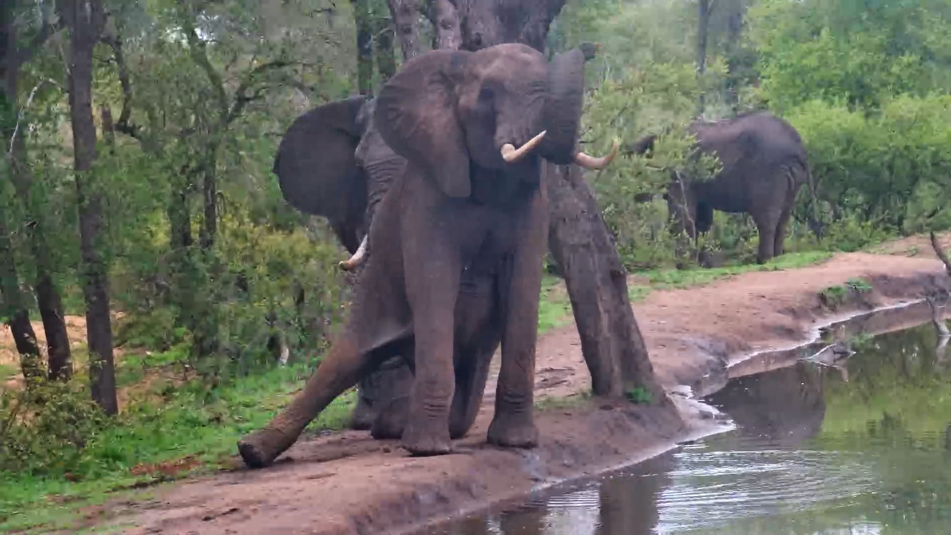 Too Close for Comfort? Elephants Invade the Camera at Serondella!