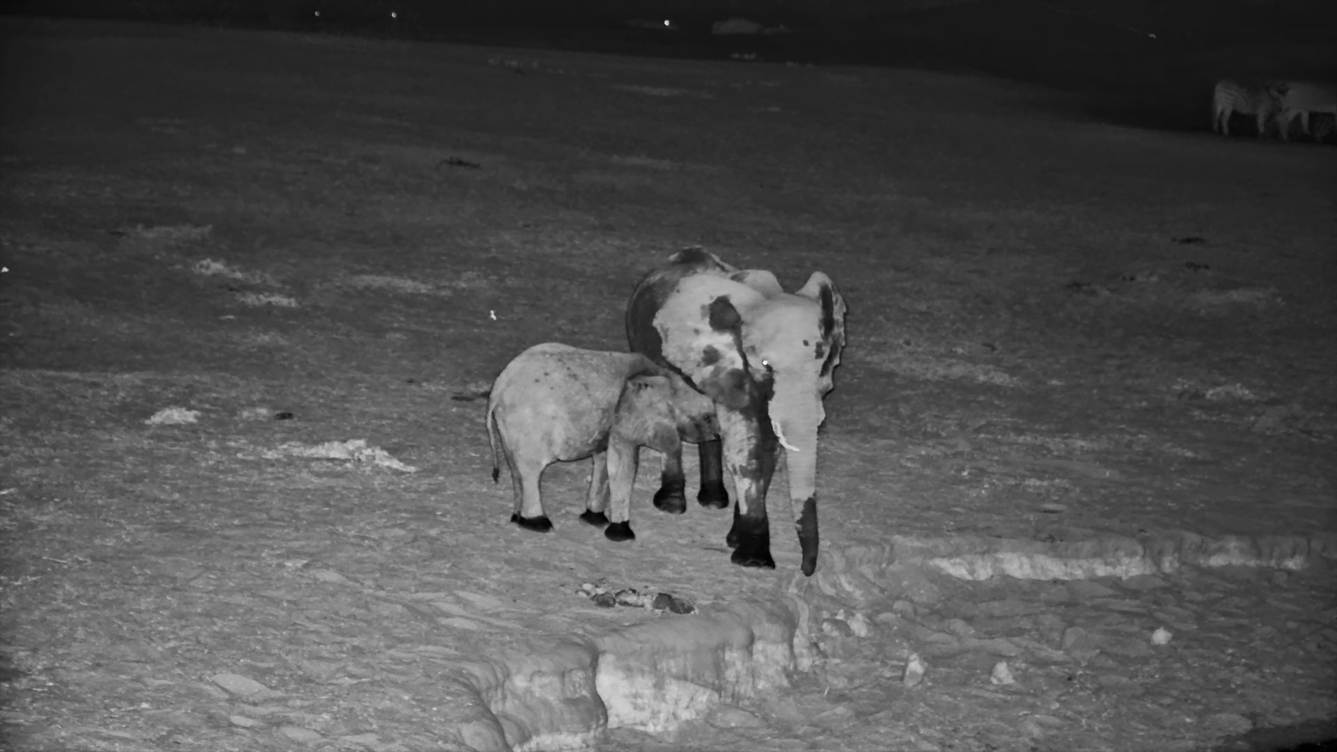 Elephants Use Fallen Tree for a Scratch