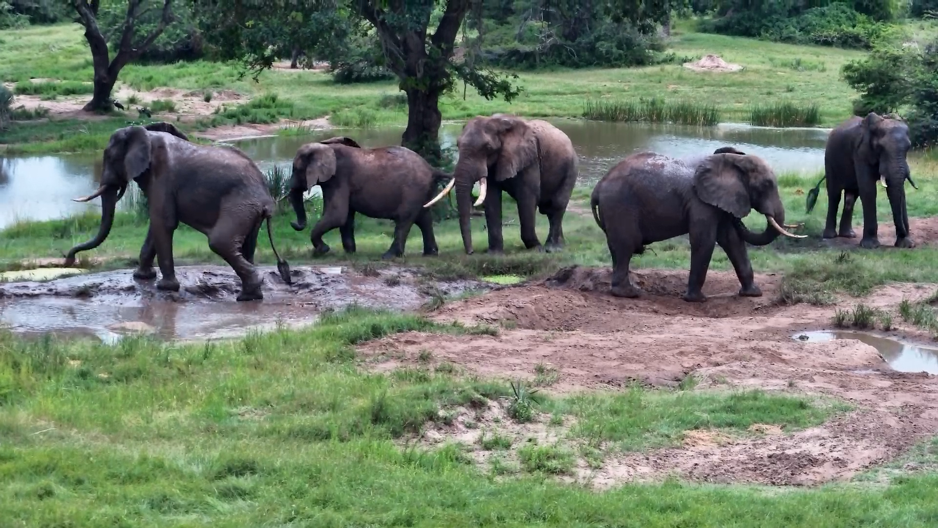 Messy Business for Bachelor Elephants at Tembe