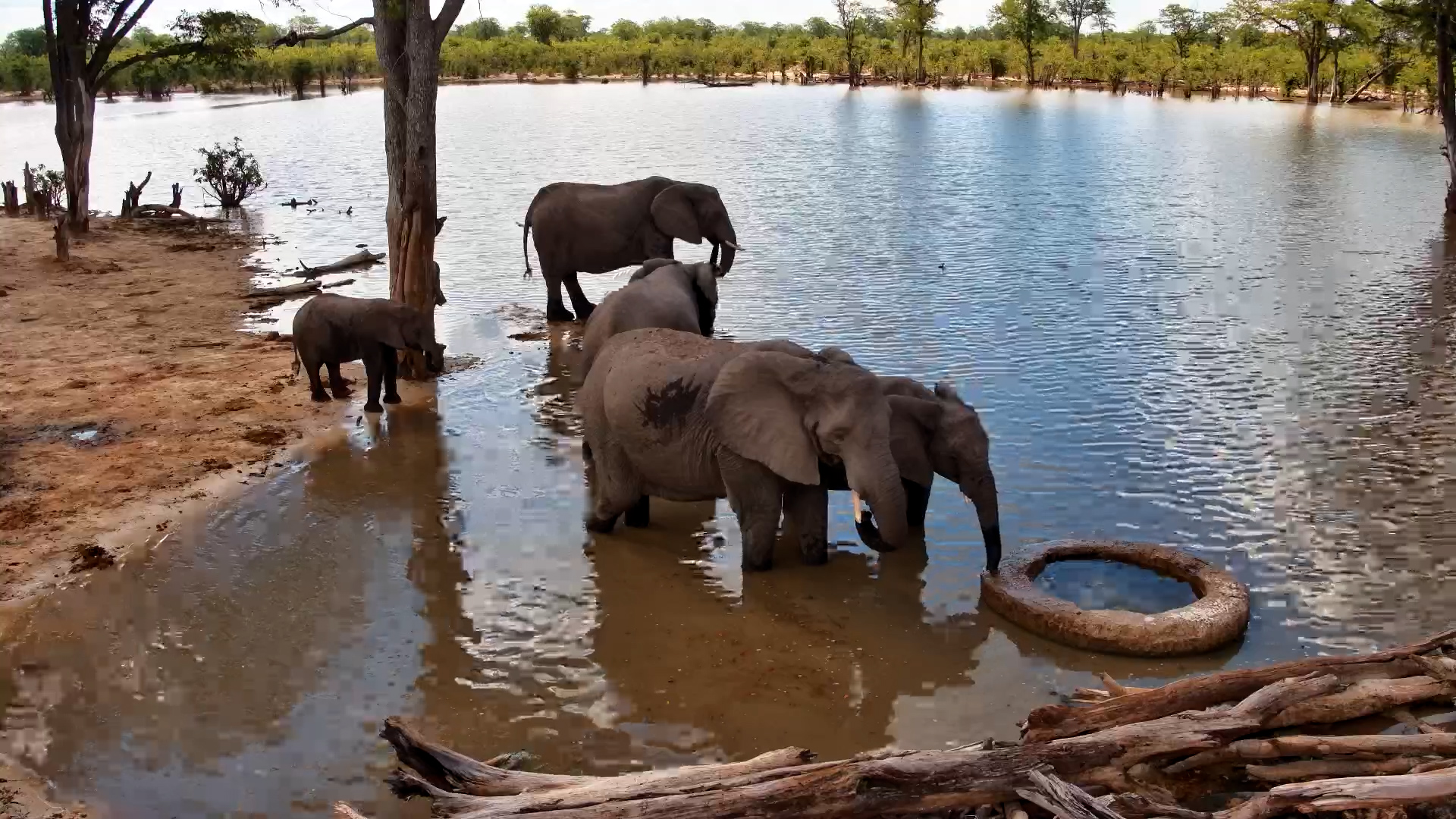 Elephant Calf Learning the Ropes
