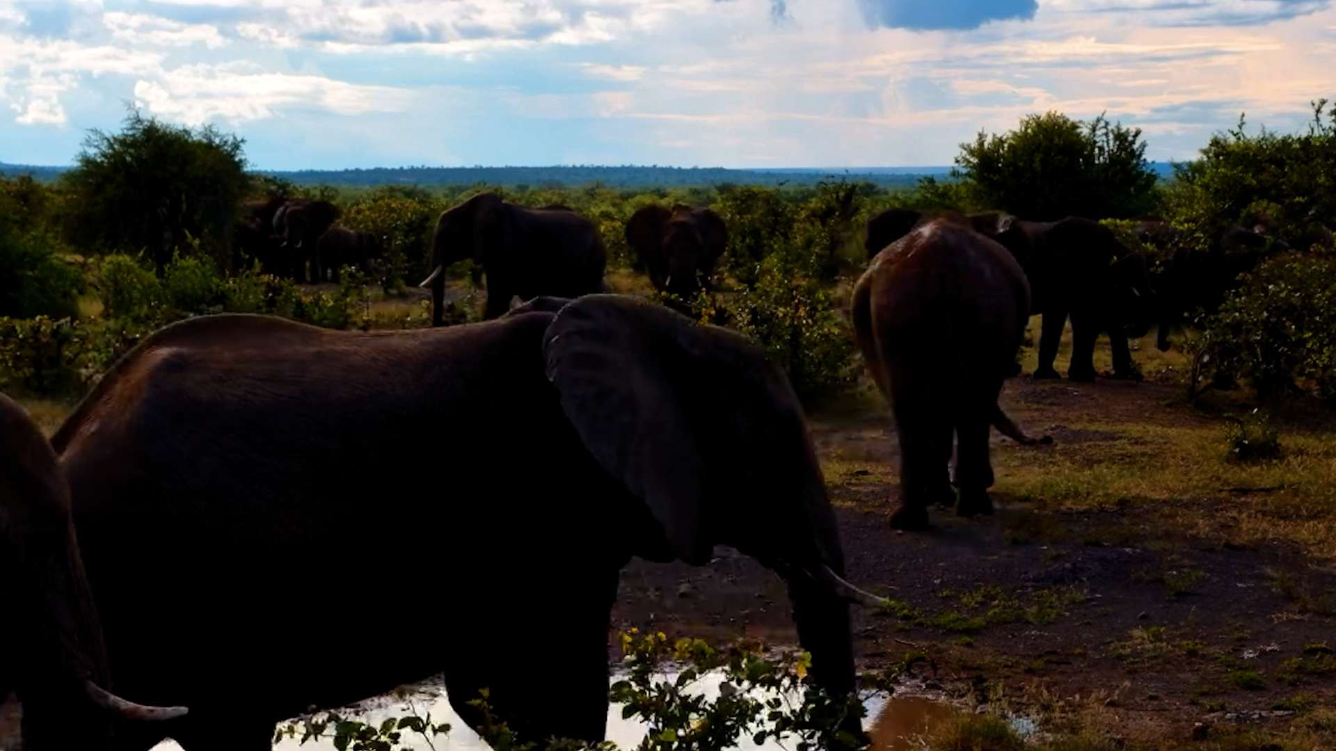 Elephant Central at the Waterhole!