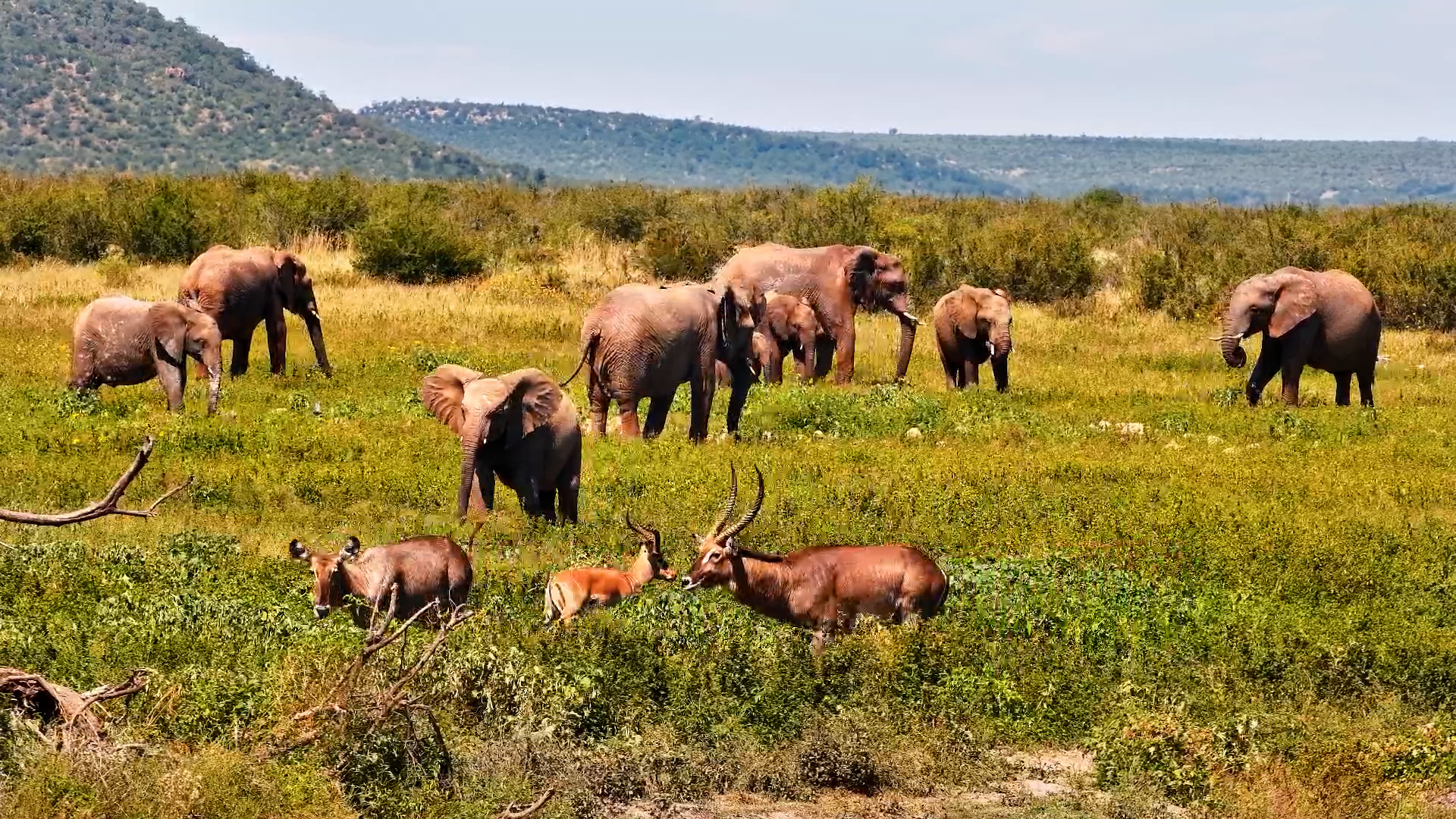 Elephant Herd Spooked at the Waterhole