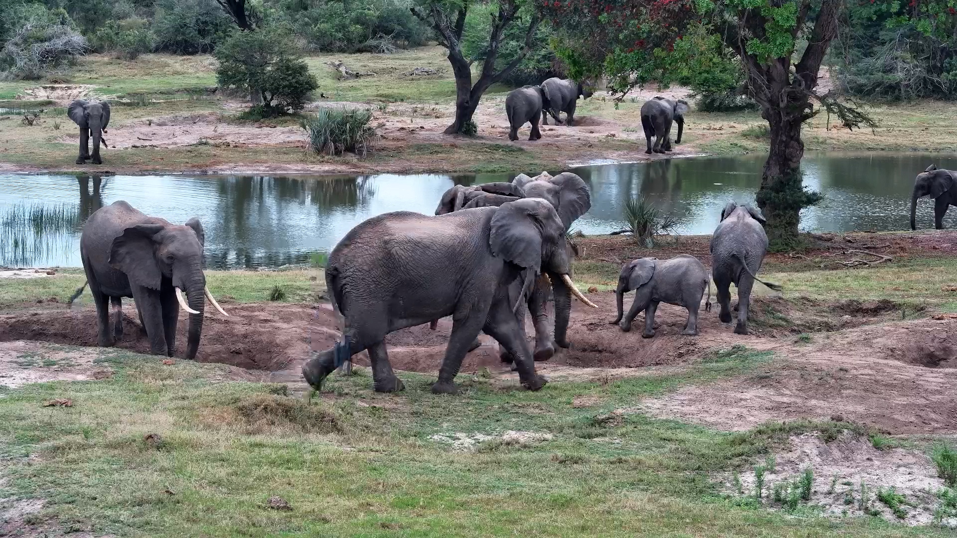 Elephants Take Over Tembe Waterhole