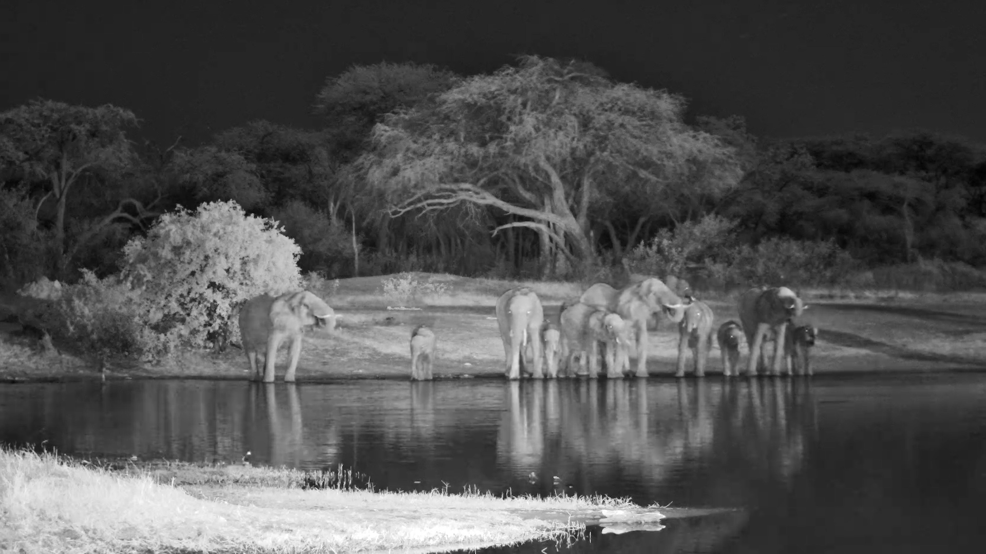 Elephant Herd Takes Over the Waterhole