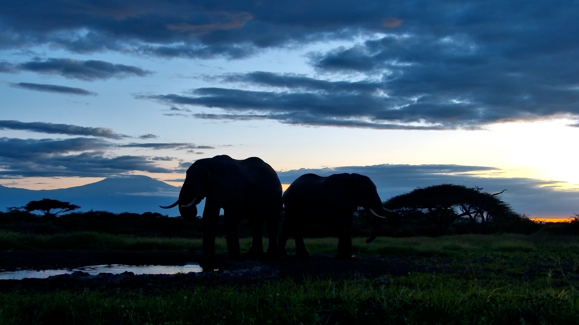 Elephant & Giraffe Silhouettes at ol Donyo