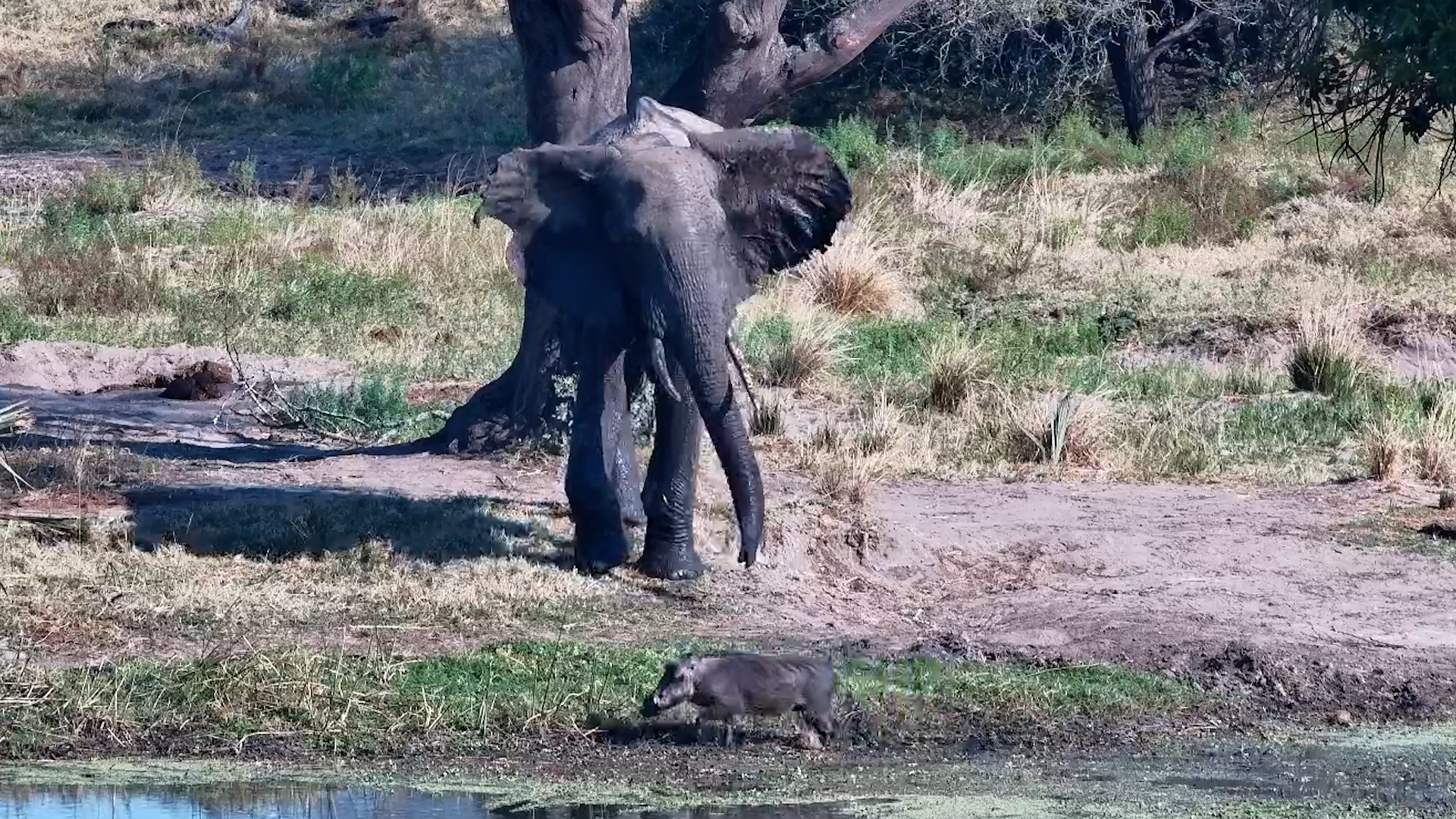 Warthog Gets Evicted From the Waterhole