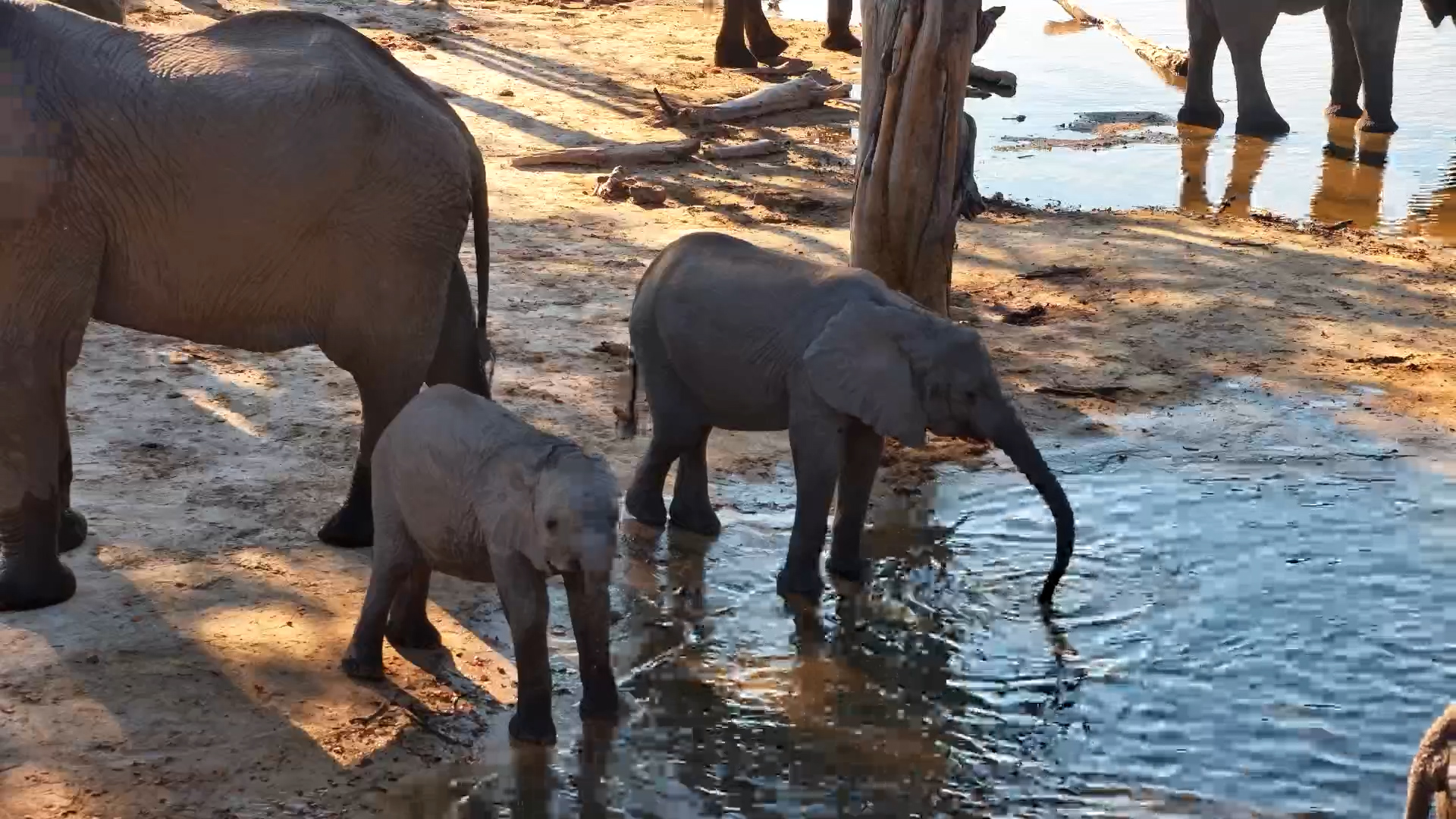 A Family Day Out for Africa's Gentle Giants