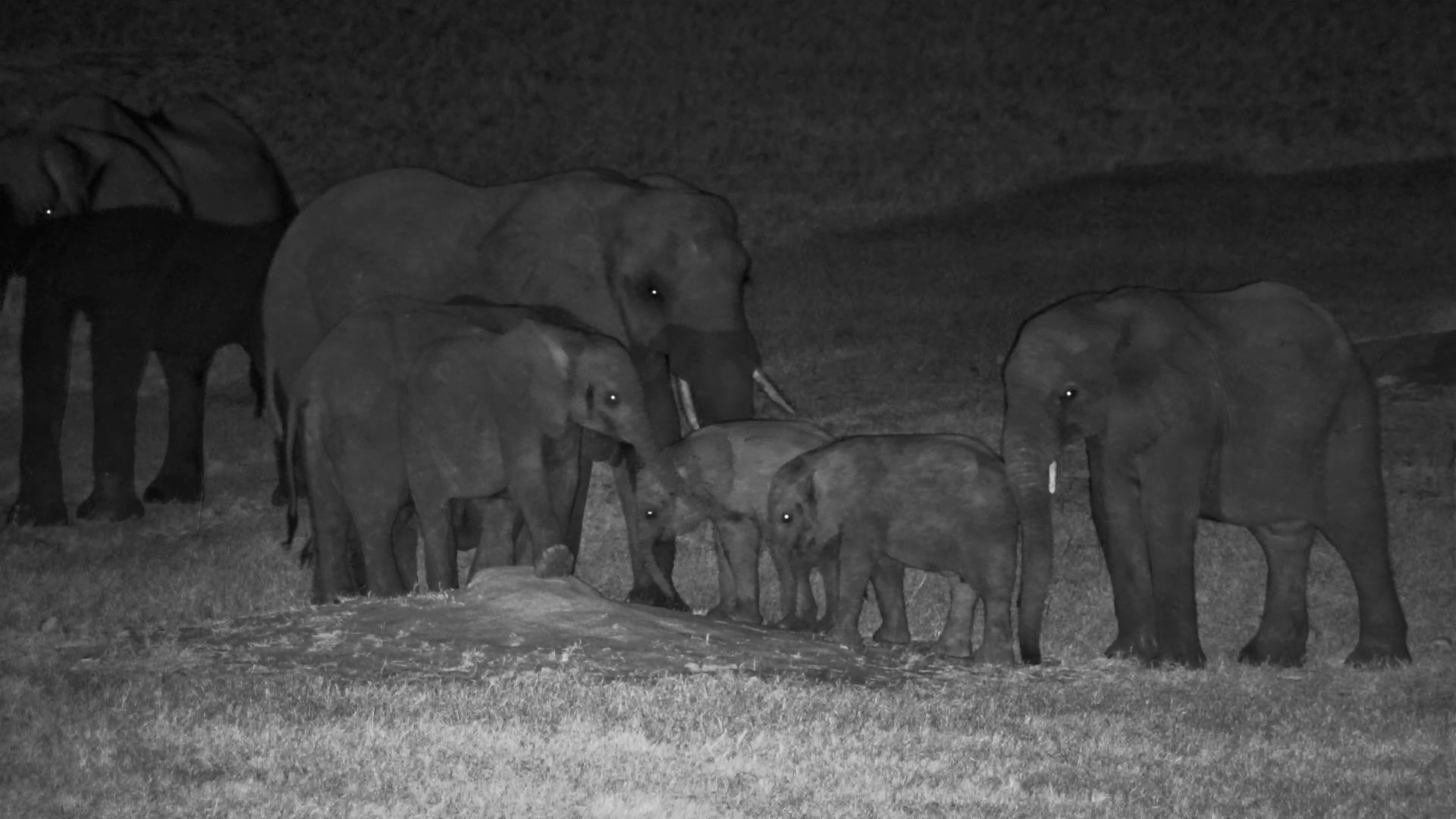 Did This Baby Elephant Just Do a Handstand?!