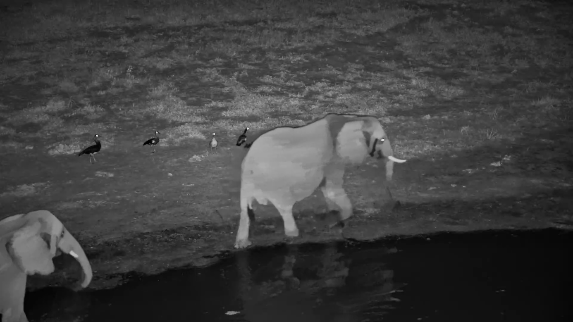 Egyptian Geese Step Aside for Elephants