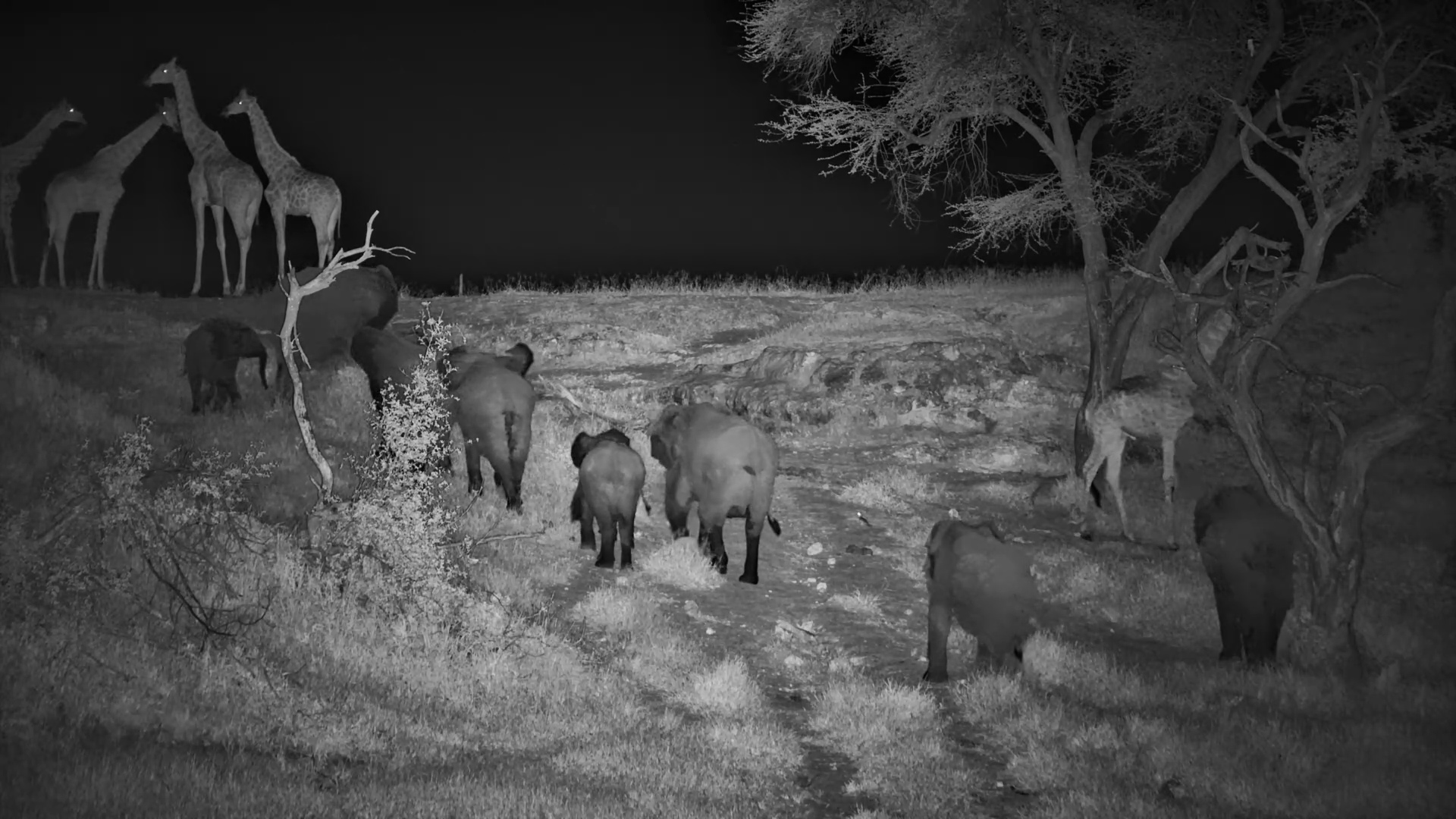 Wild Traffic Jam: Giraffes vs Elephants