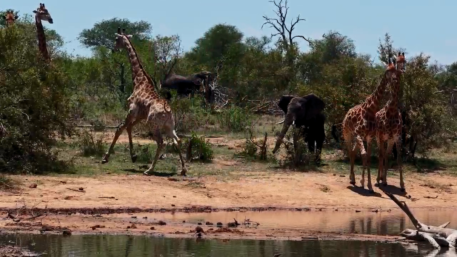 Playful Power Move: Elephant Sends Giraffe Running