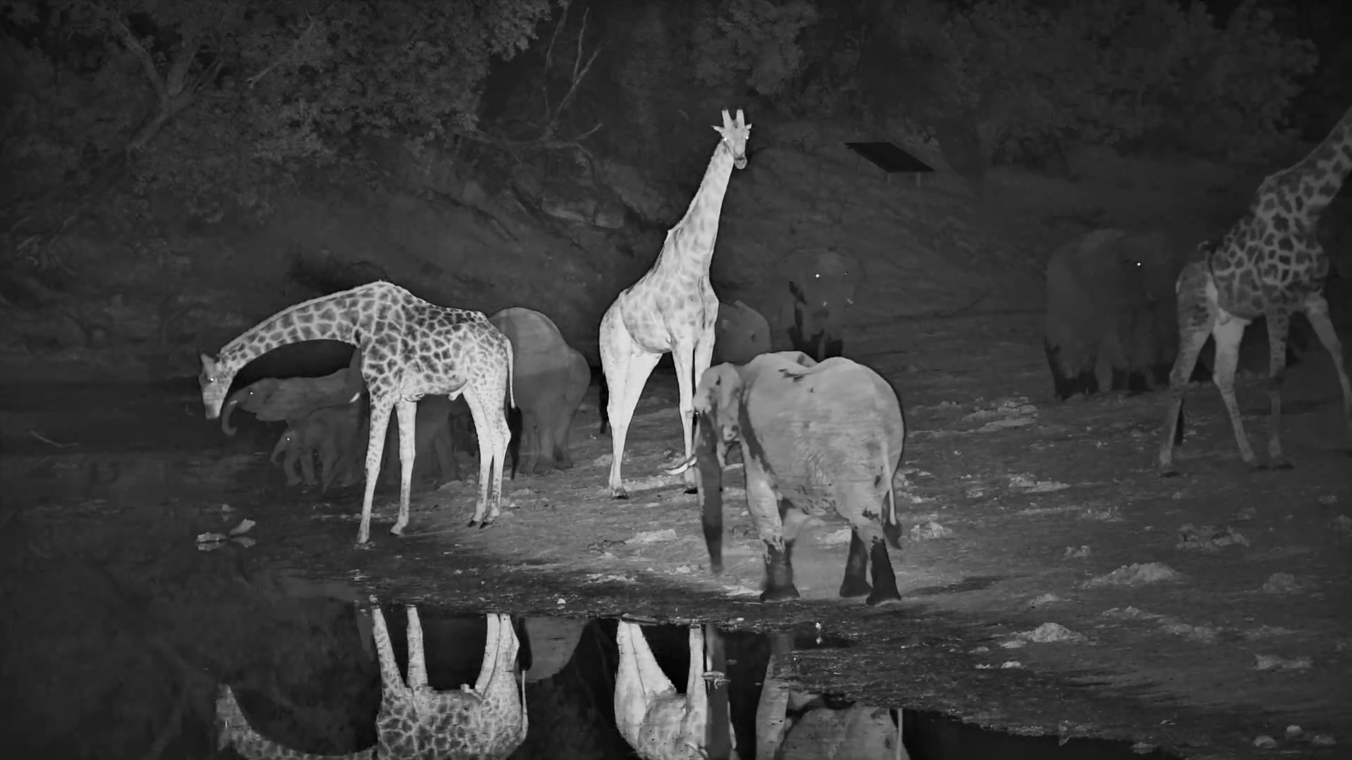 Giants of the Night: Giraffe & Elephants