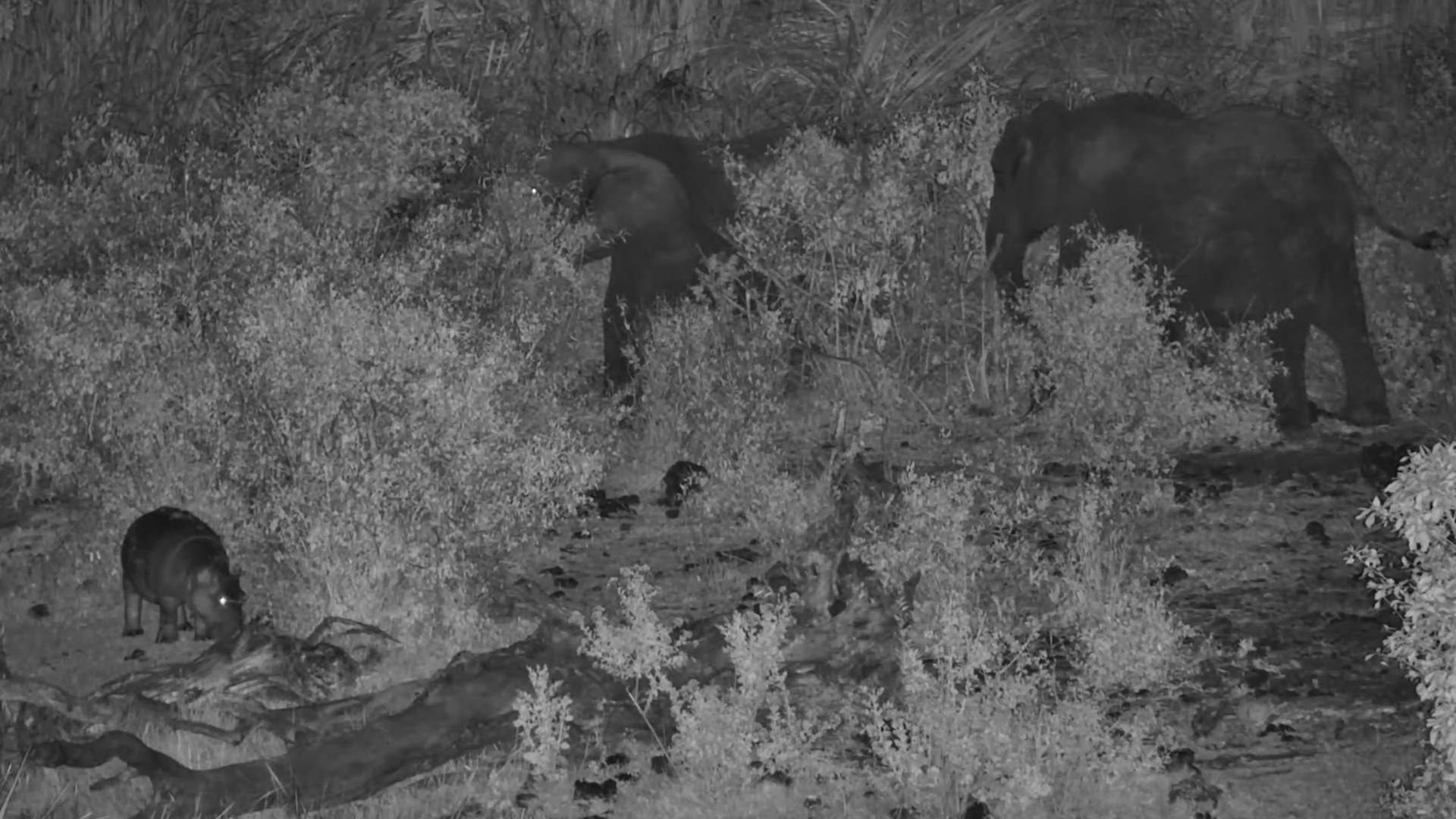 Hippo Grazes Near Elephants