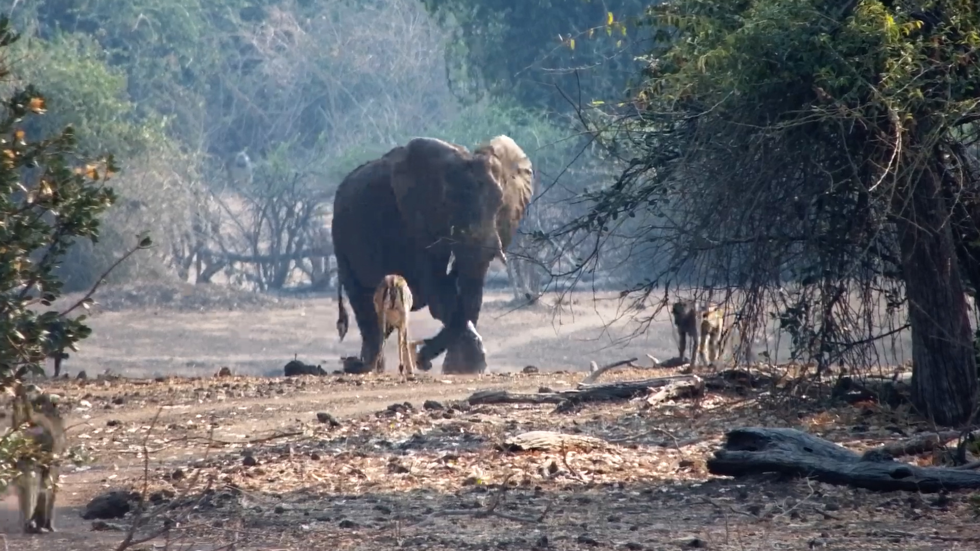 Baboons & Impalas Make Way for Elephants on Dusty Path