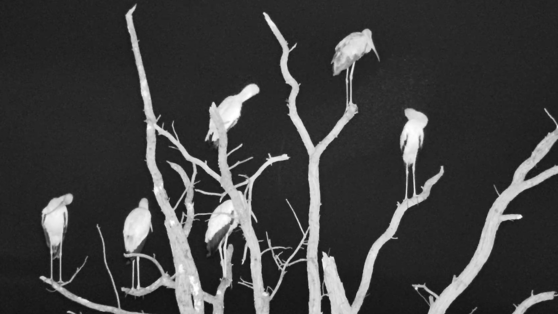 Elephants and Storks Relax at the Waterhole