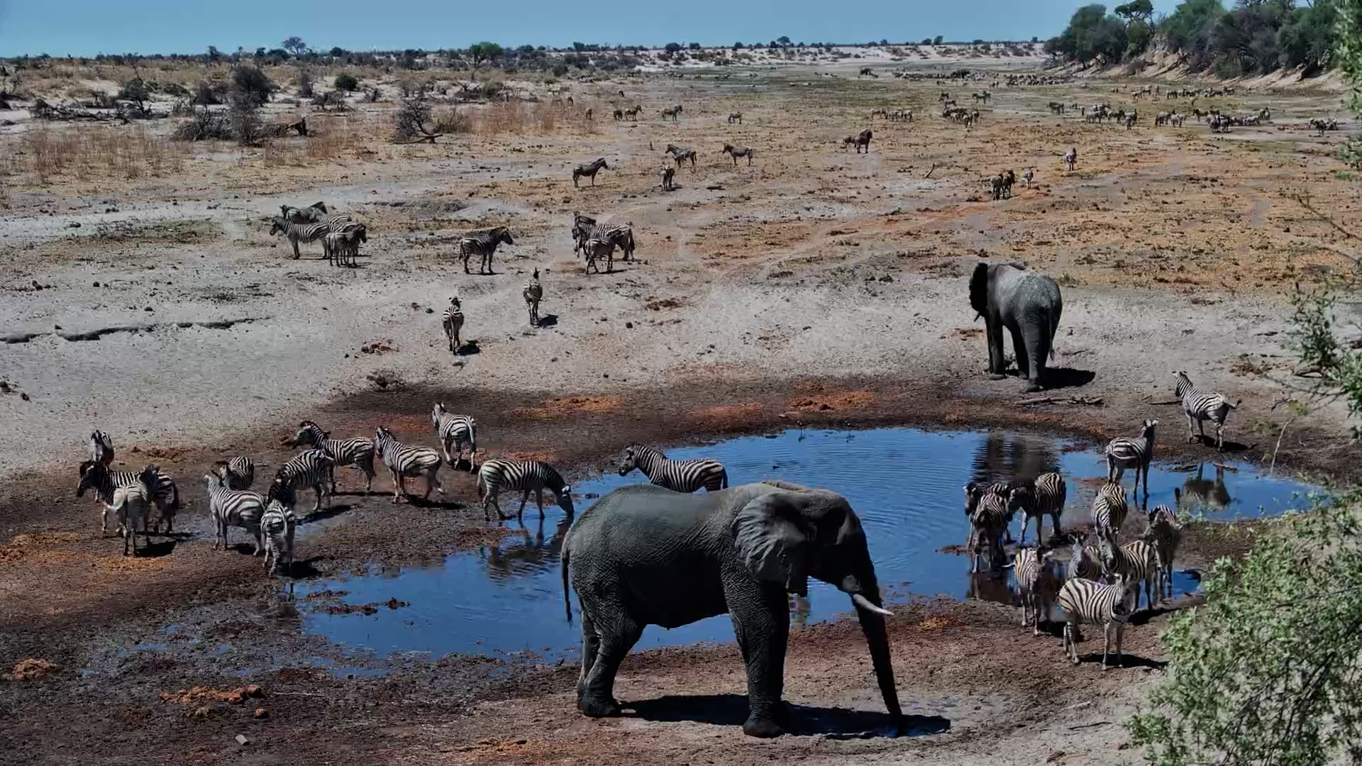 Moela Wildlife Gathering: Elephants and Zebras Quench Their Thirst