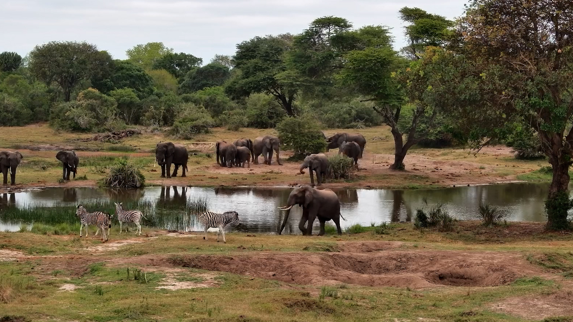 Elephant Chases Zebra