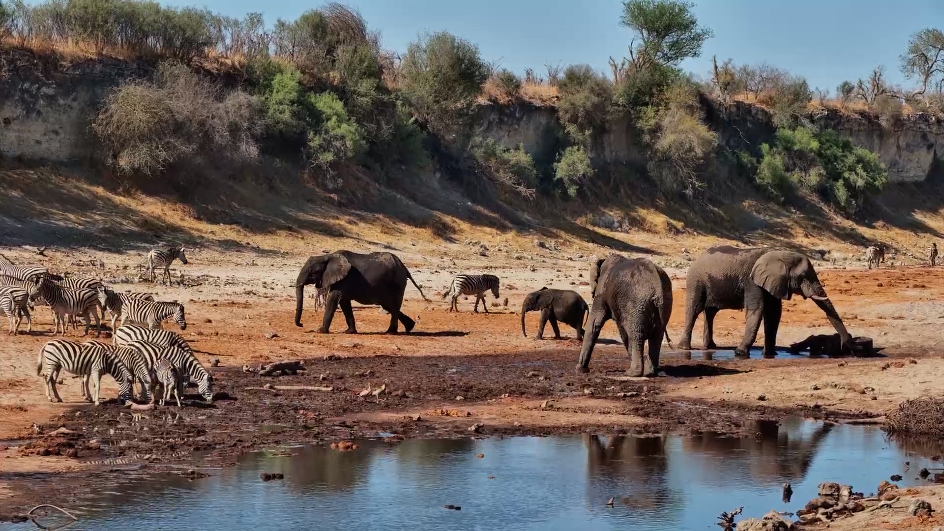 Elephants & Zebras Share the Water