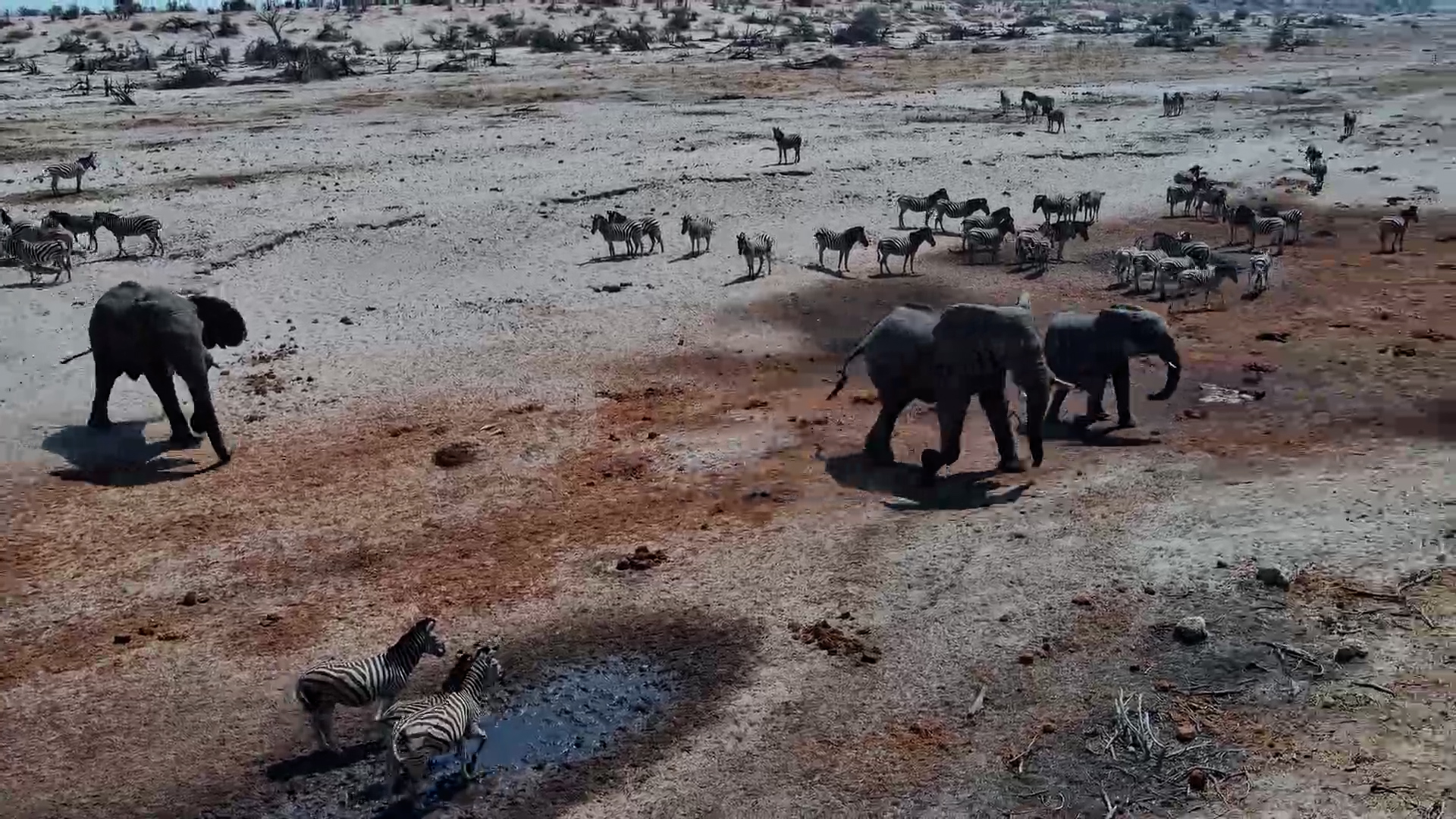 Elephants and Zebras Mix at Moela Waterhole