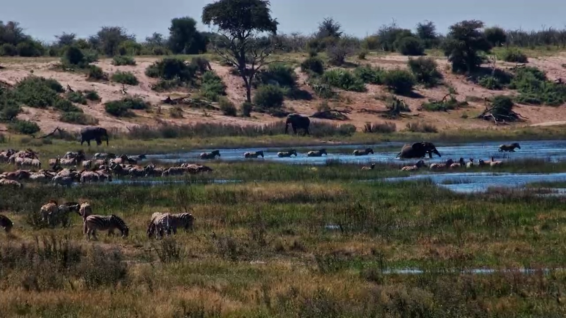 The Water Comes Alive With Movement