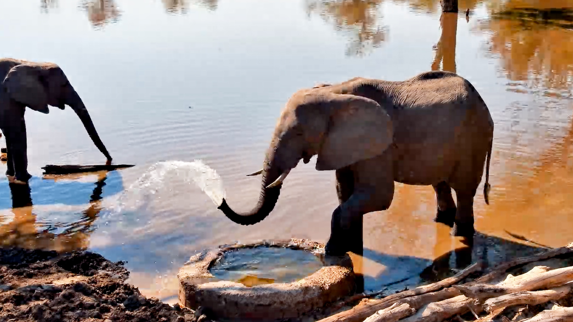 Just Another Day for This Bull Elephant