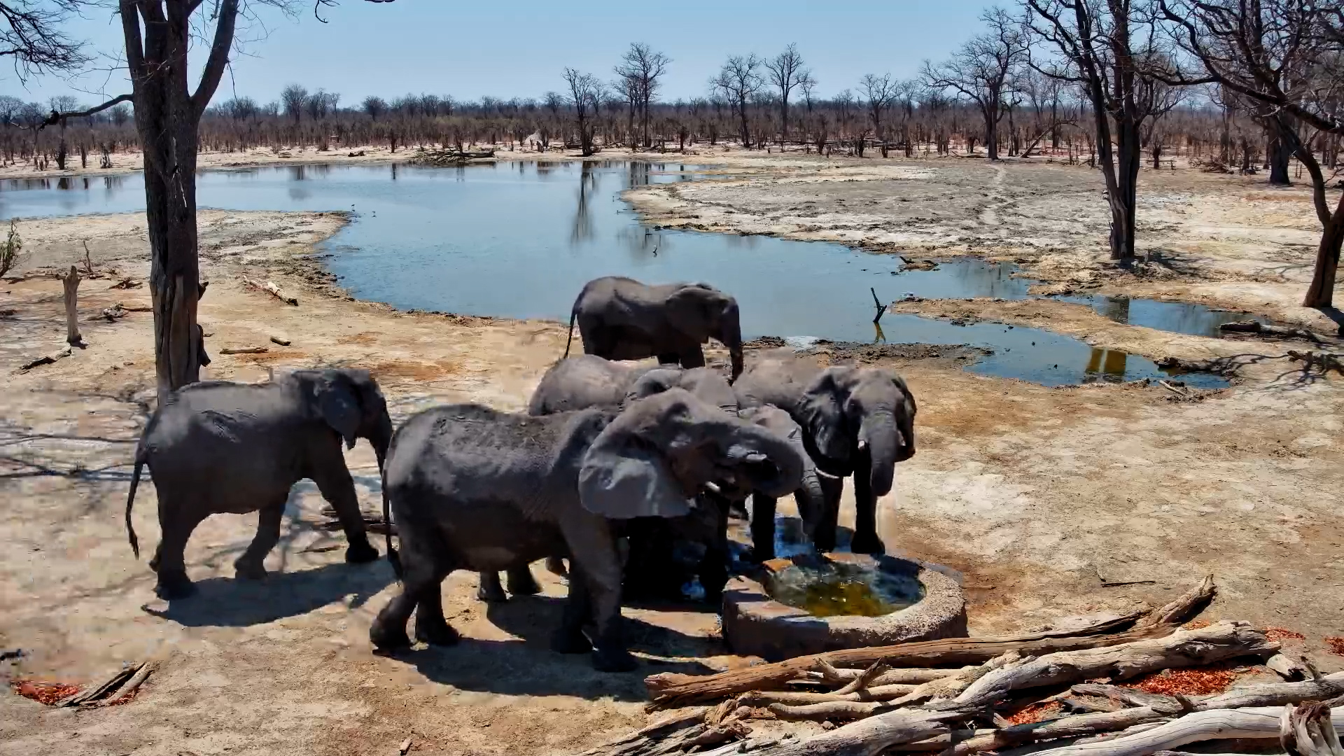 Elephants Seek Relief at the Pan
