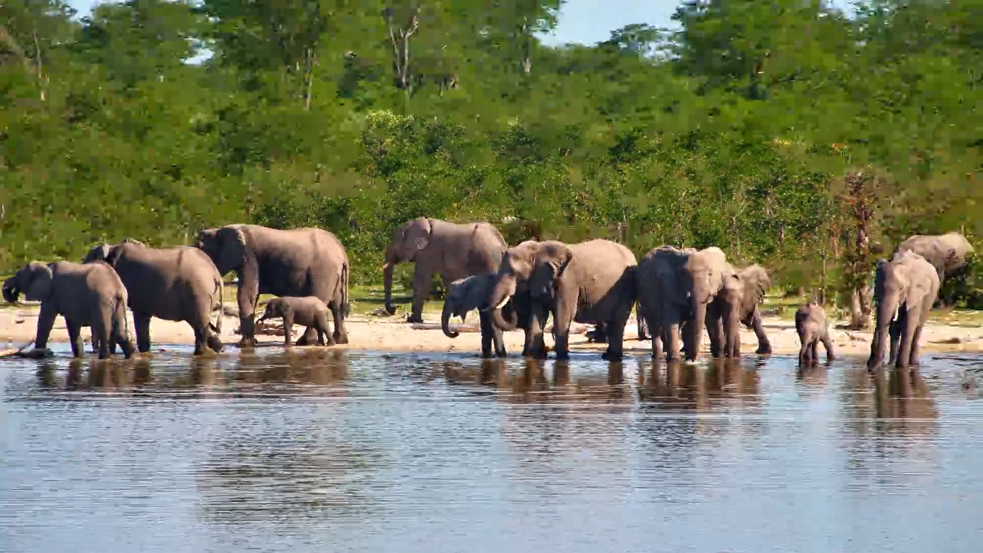 Elephants Cool Off at the Pan on a Hot Day