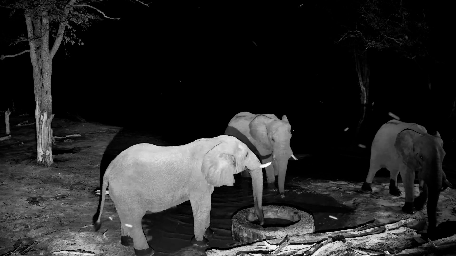 Thirsty Elephant Grabs a Sip, Then Brings His Friends!