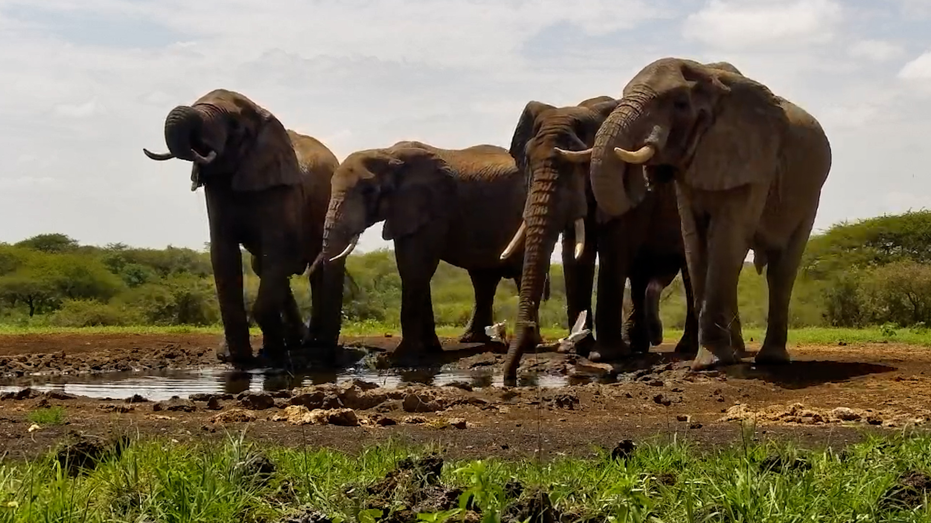 Bachelor Elephants’ Refreshing Visit