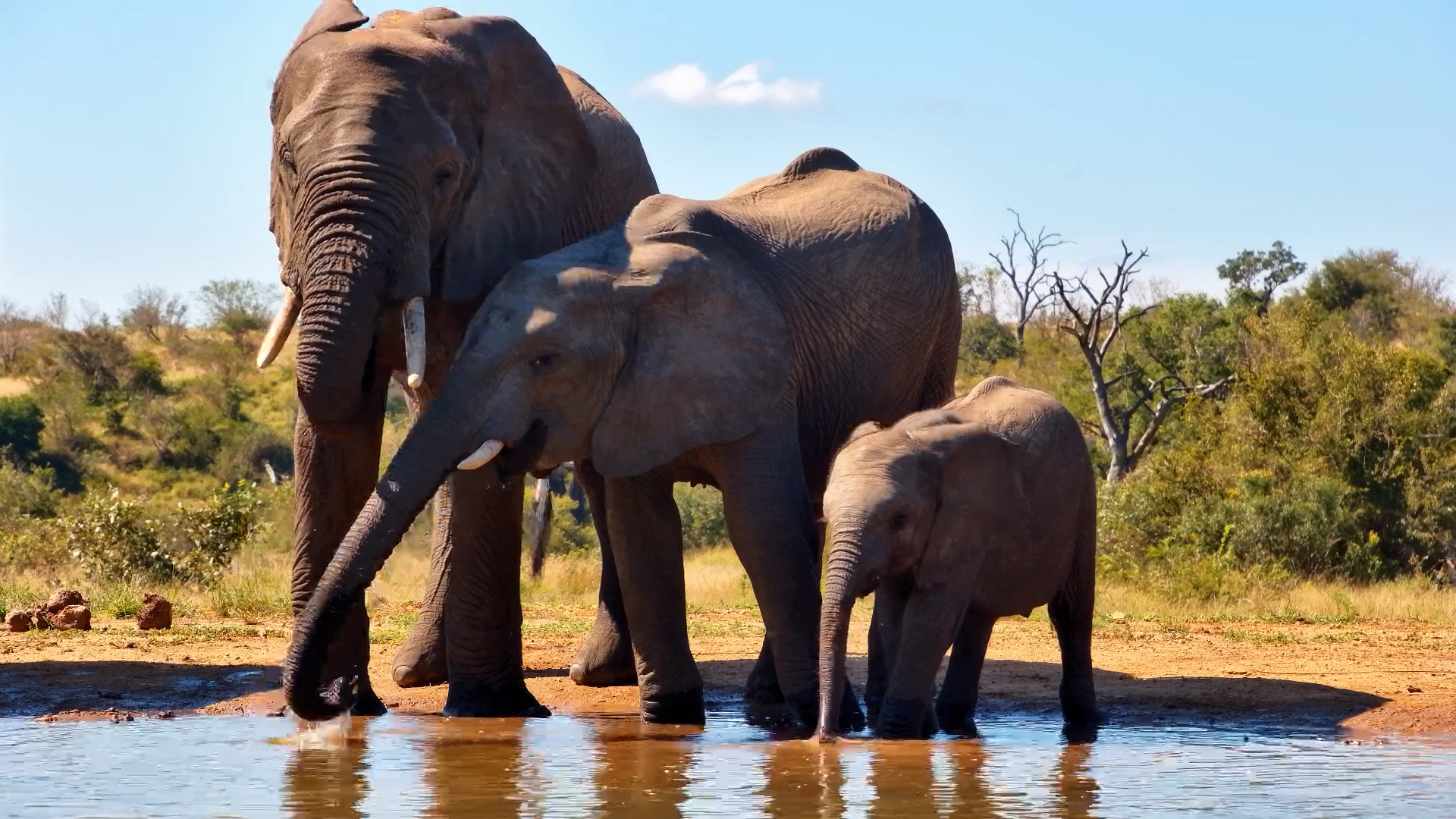 Eye-Level Elephants at the Waterhole