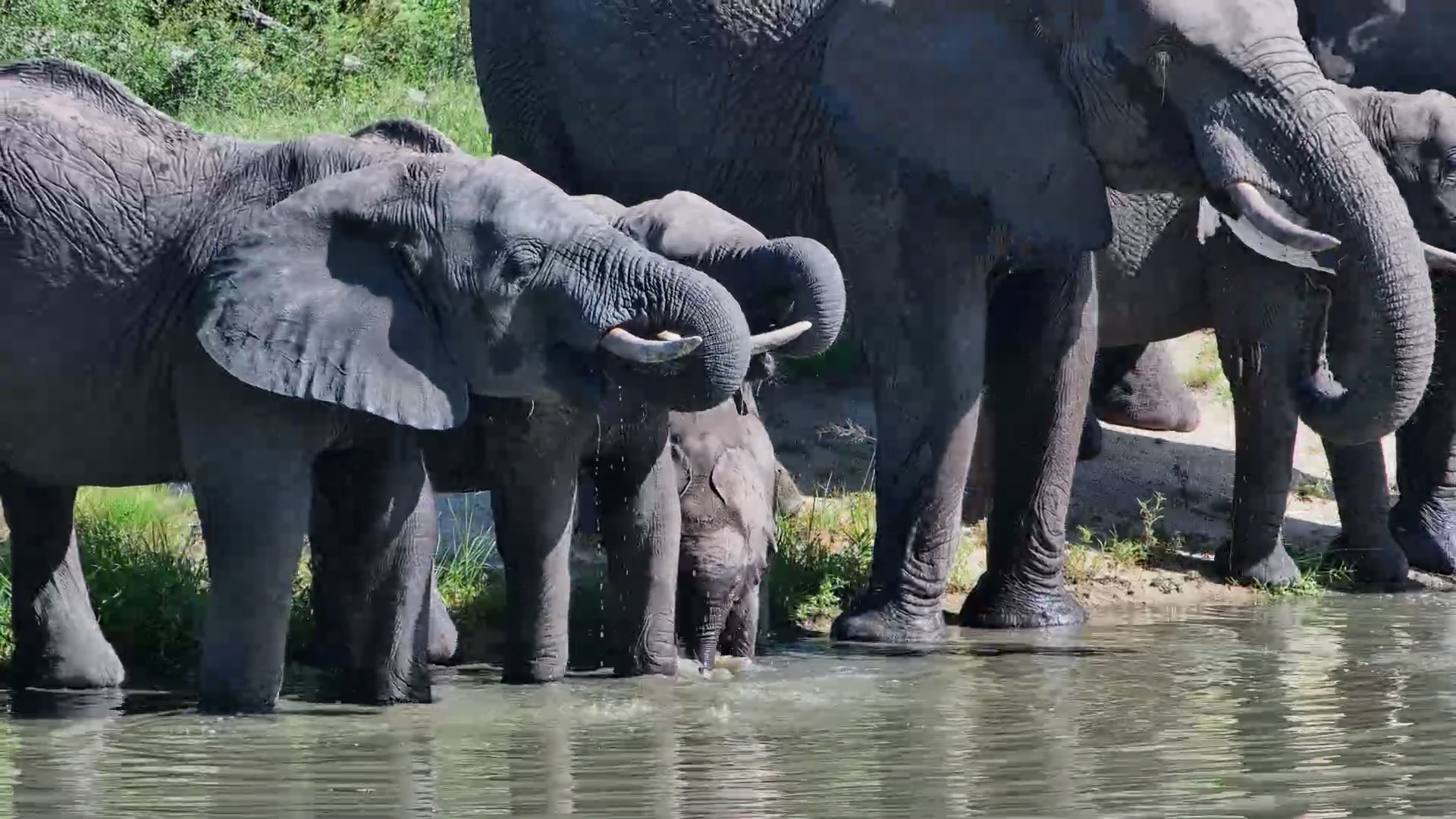 When the Bush Gets Hot… Elephants Head to the Dam