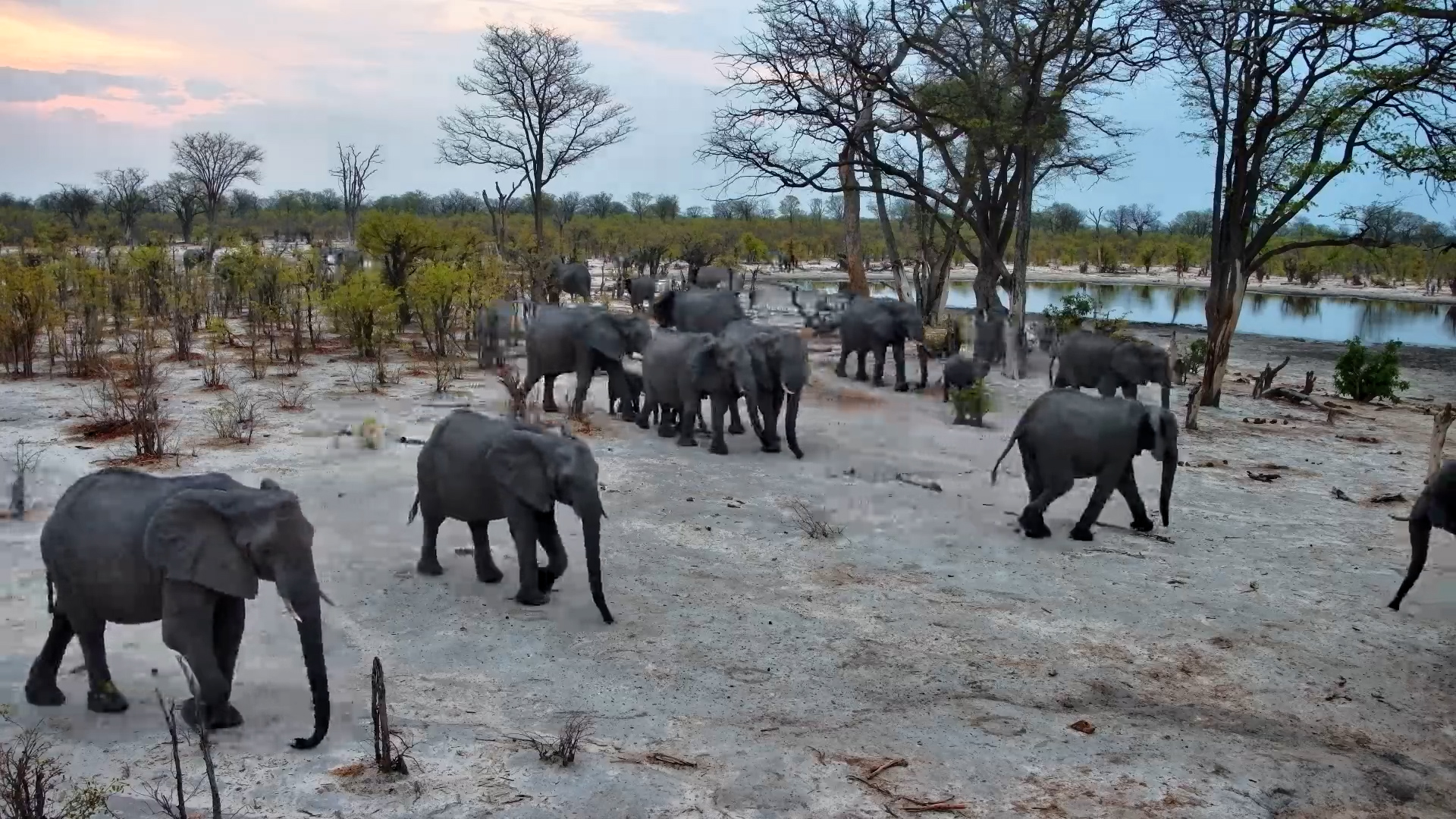 Elephant Herd Arrives at the Well