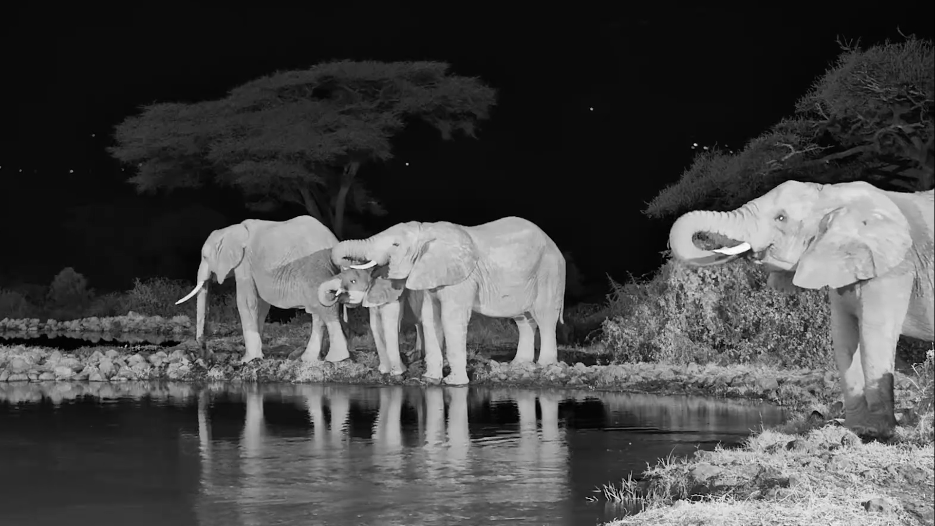 The Waterhole Comes Alive at Night