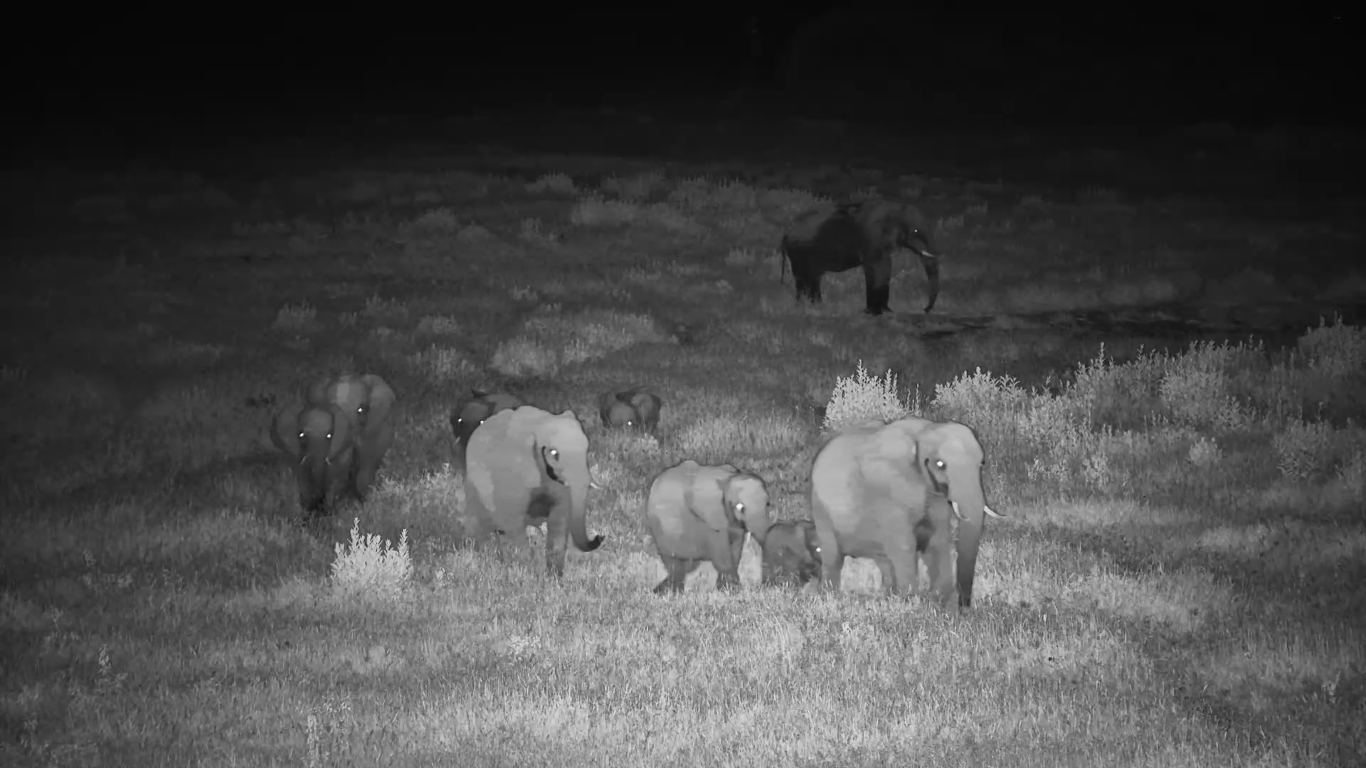 Elephant Herd Moves Through the Darkness