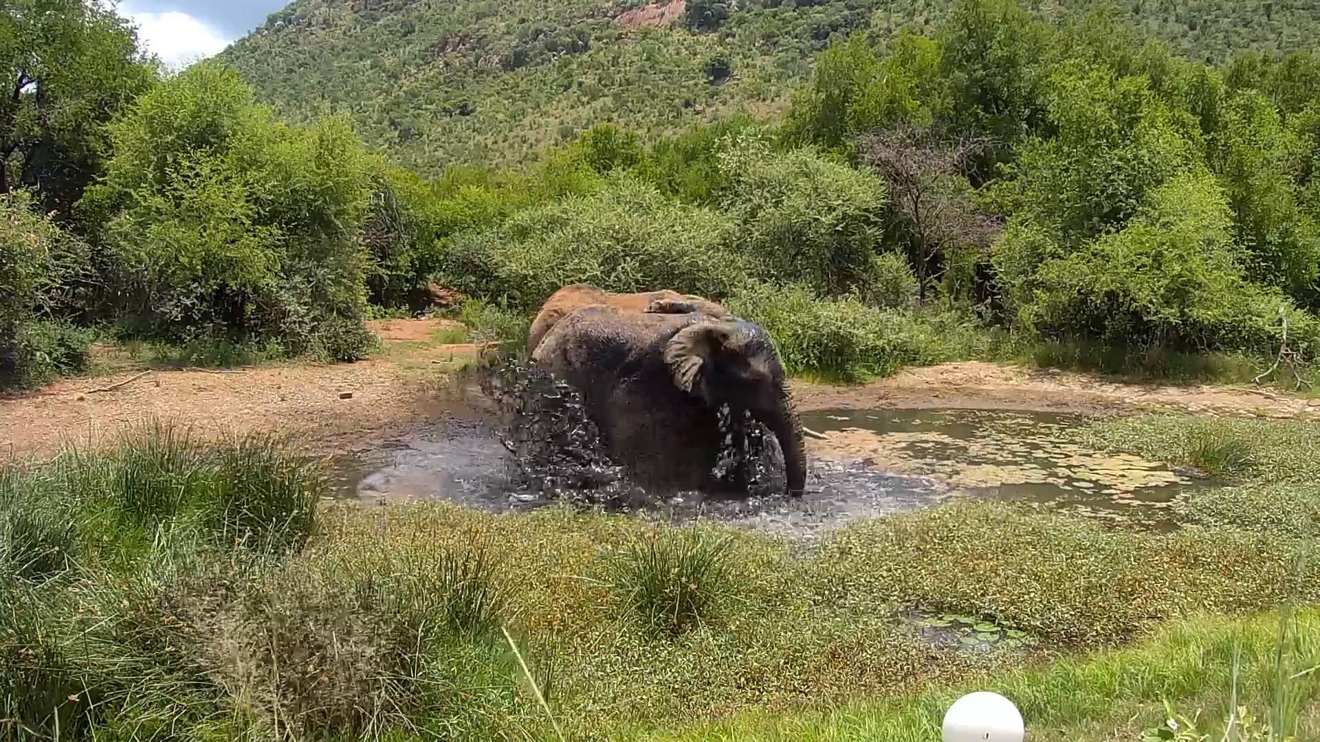 Elephant Splash at Kwa Maritane
