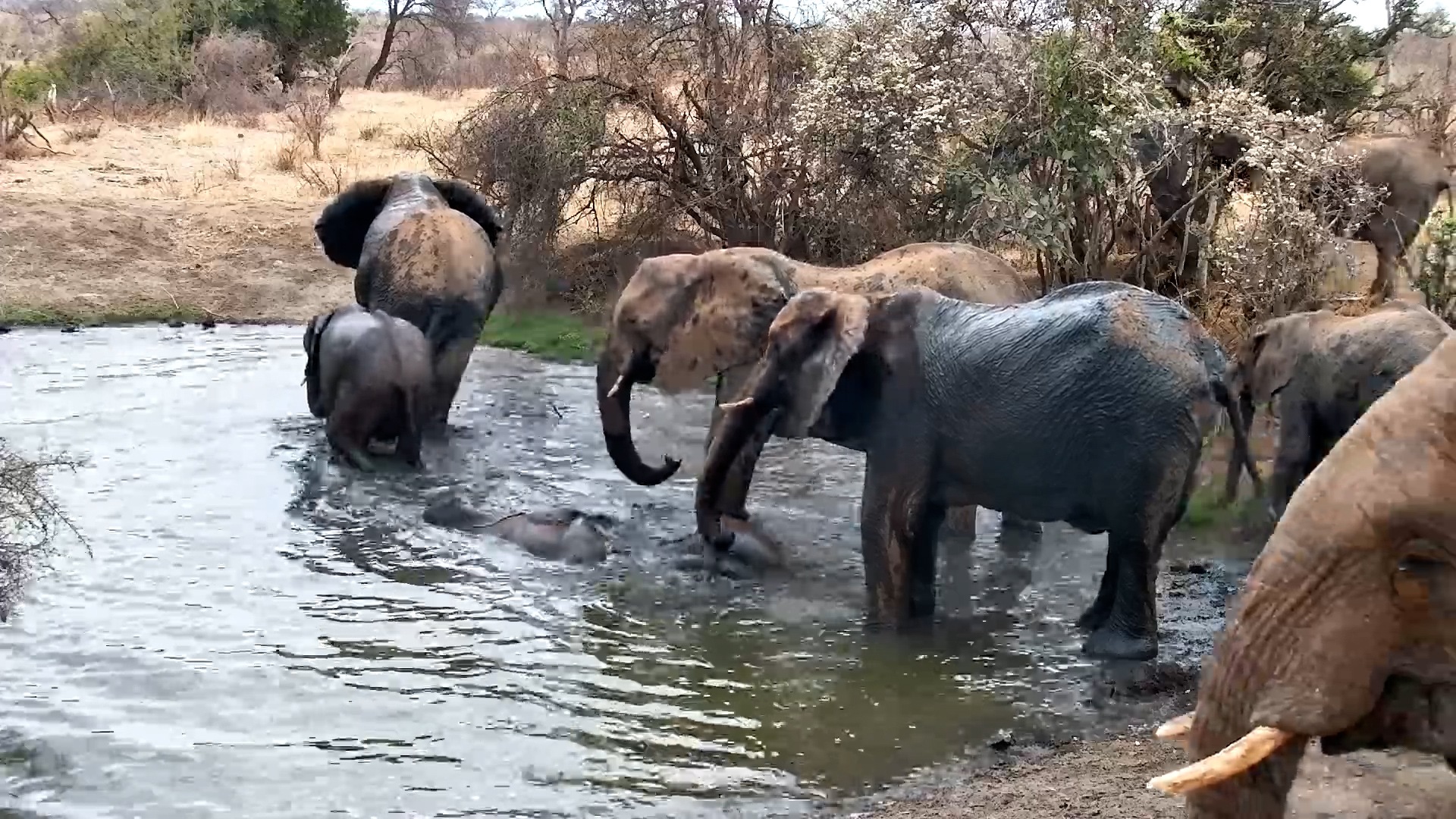 Elephant Family Drinks and Splashes at Naledi Dam