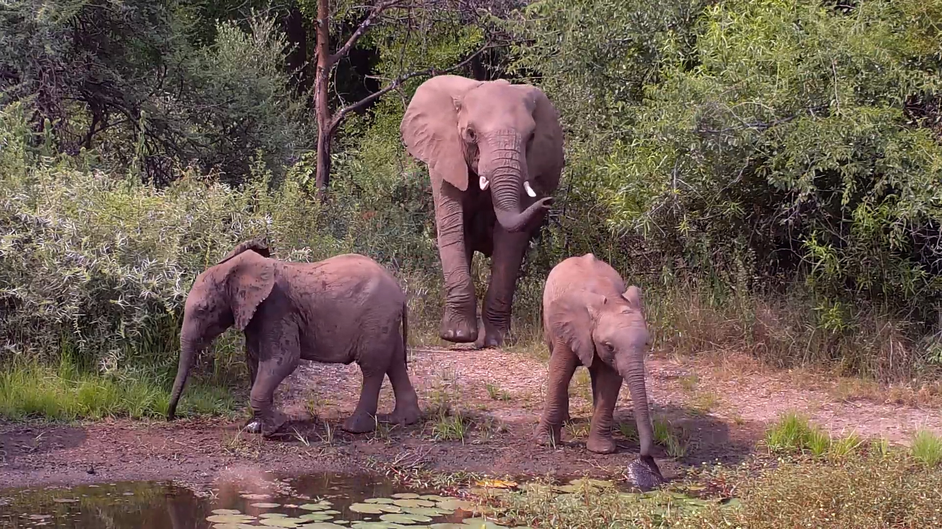 Elephants Gather at Kwa Maritane