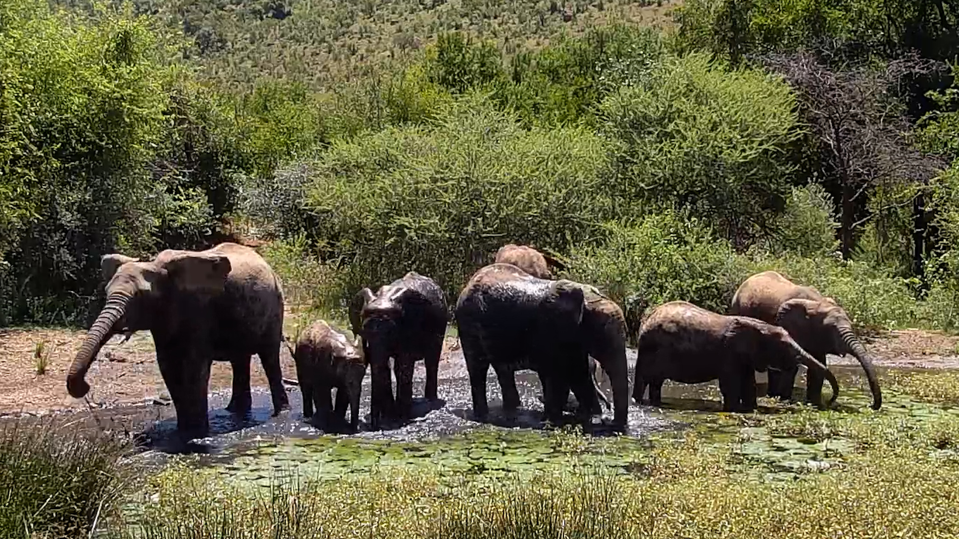 Elephants Take Over Kwa Maritane Waterhole!