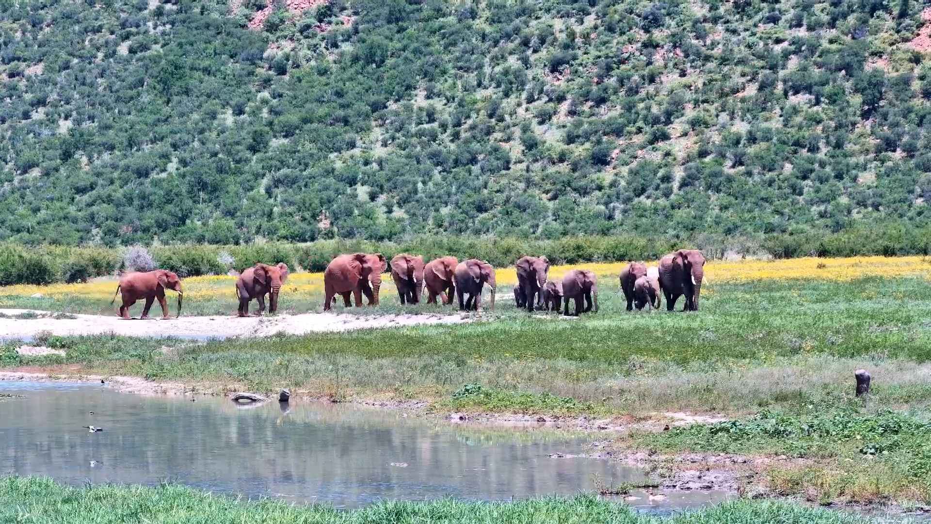 Elephant Herd on the Move at Tau