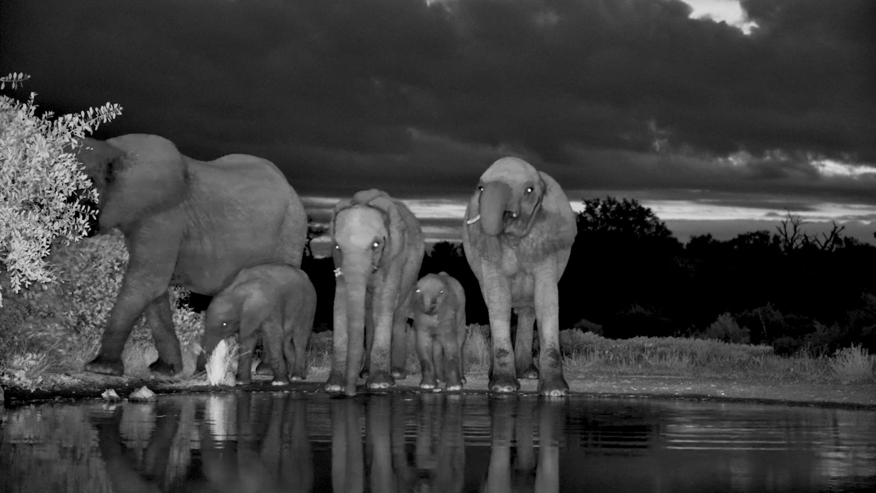 Elephants Take Over the Waterhole