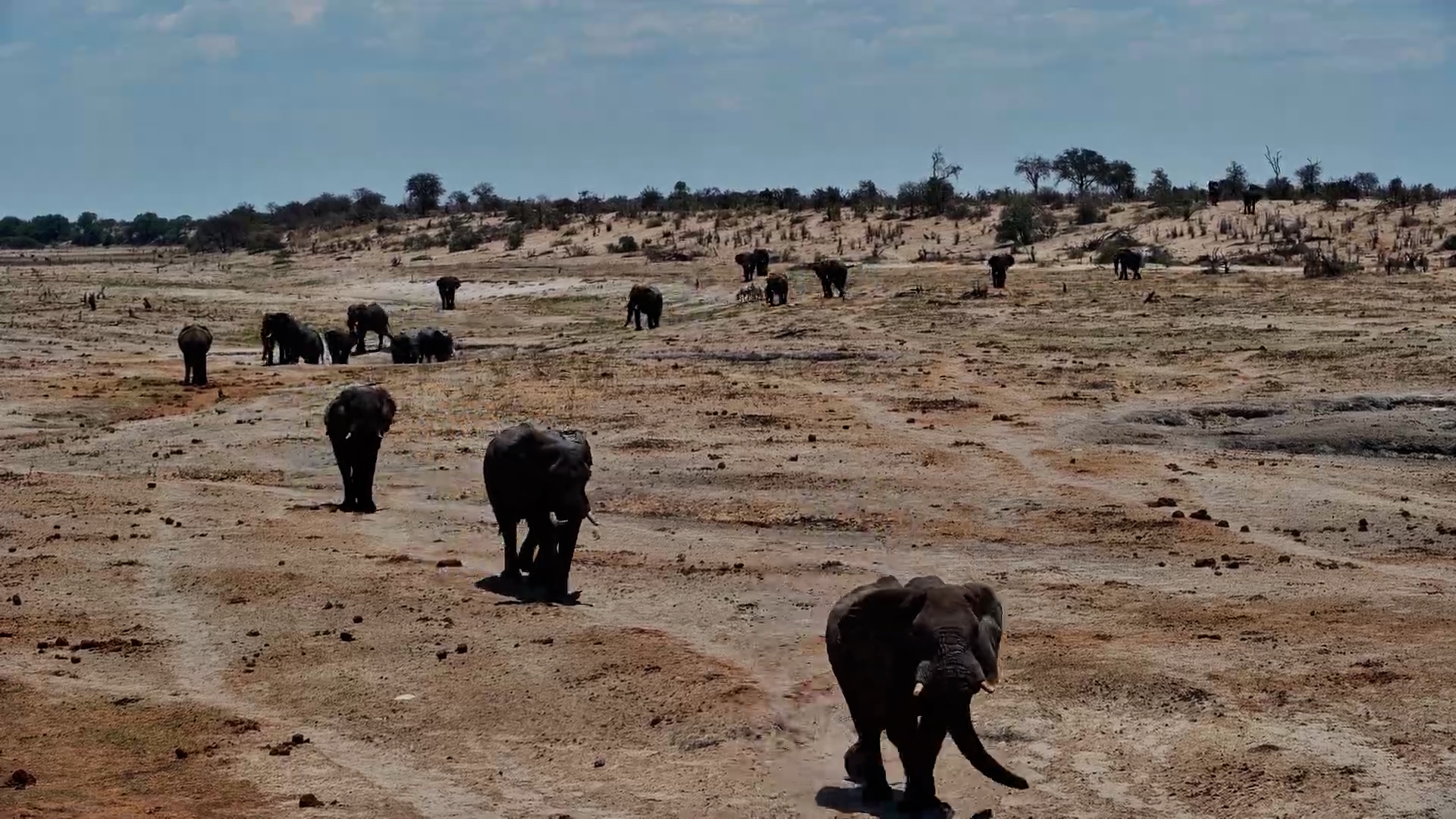 Distant Giants Approach the Waterhole