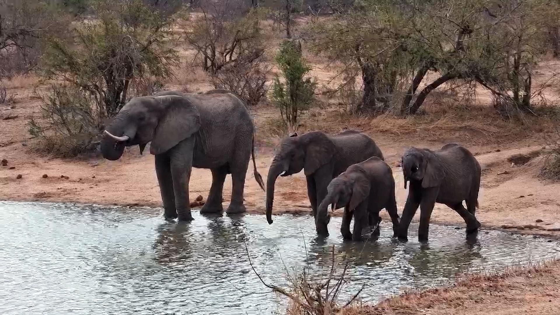 Elephants Hydrate on a Windy Afternoon