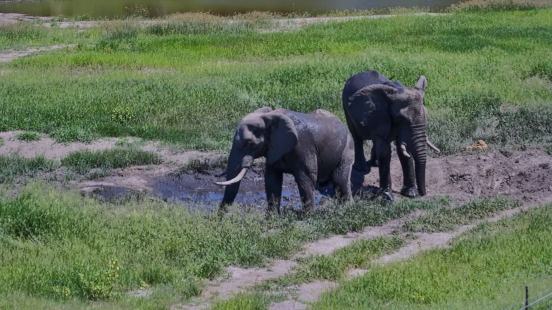 Mud, Water & Fun: Elephants Living Their Best Life