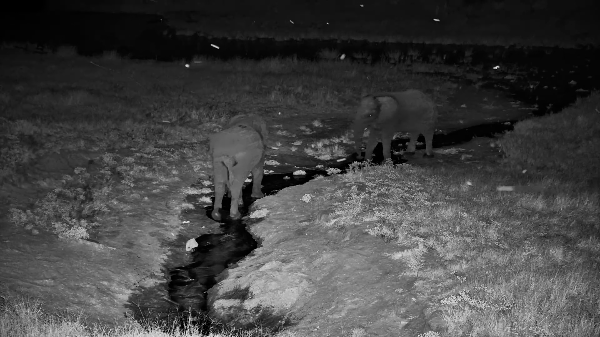 Elephants Hydrate in the Night