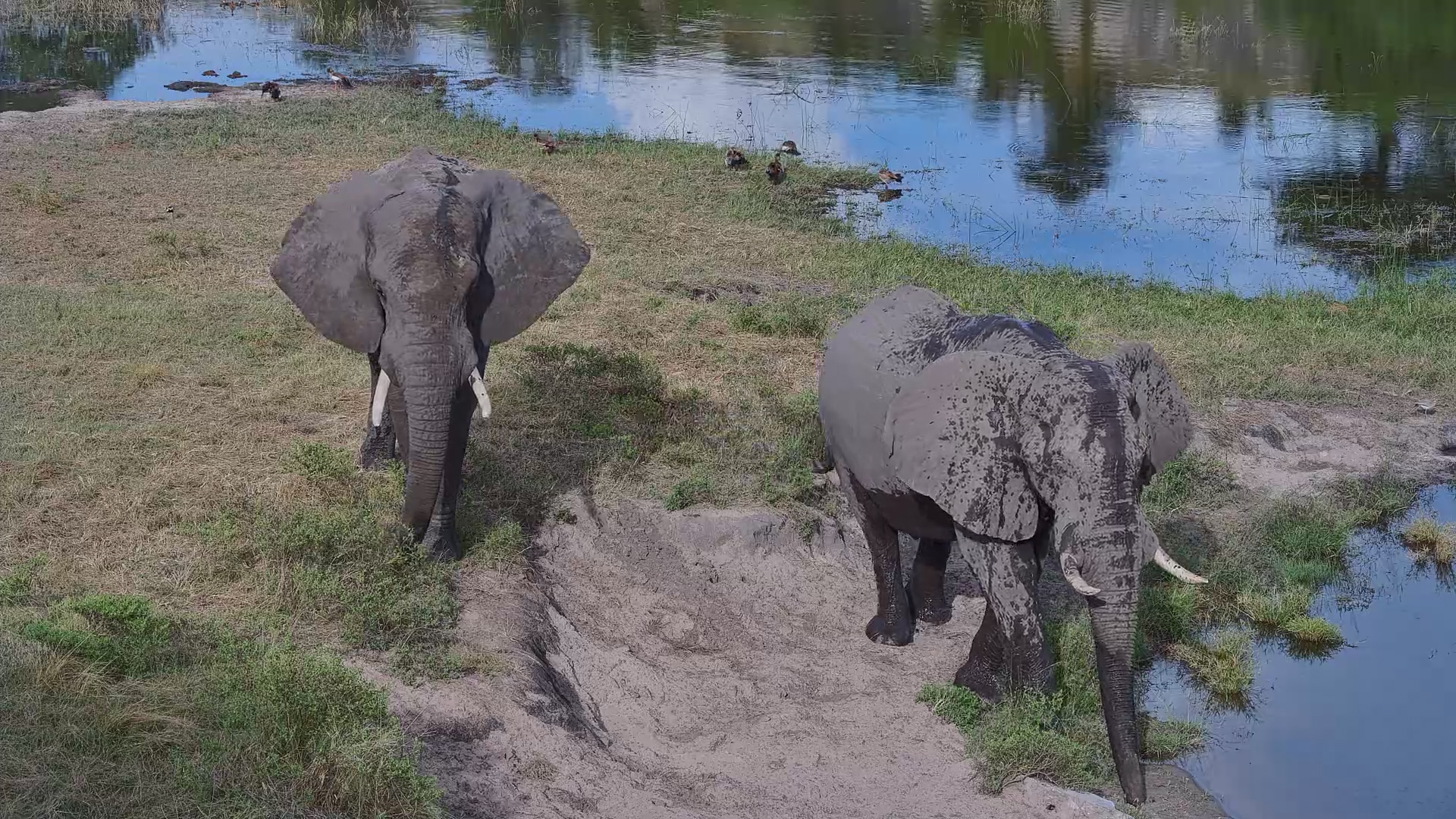Two Elephants at Camelthorn