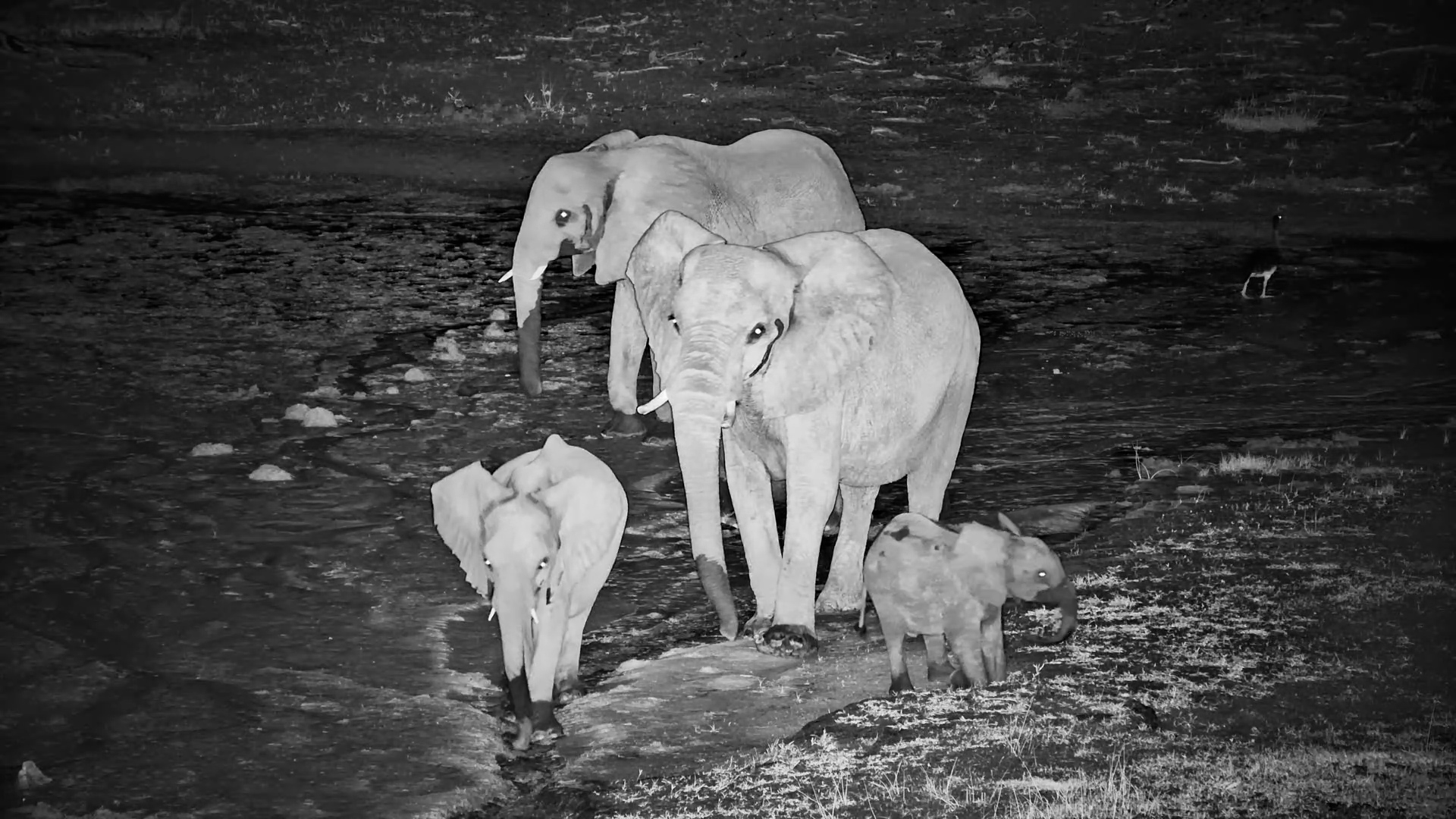 Small Elephant Herd Moves Together at Camelthorn