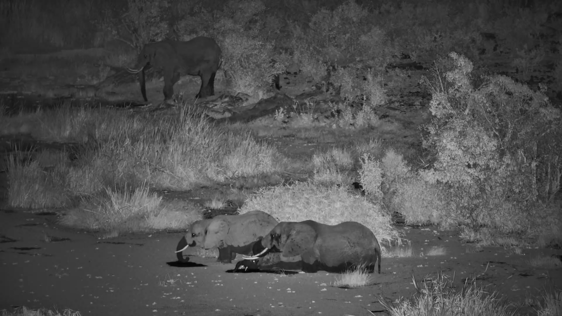 Elephants Feeding Waist-Deep in the Water